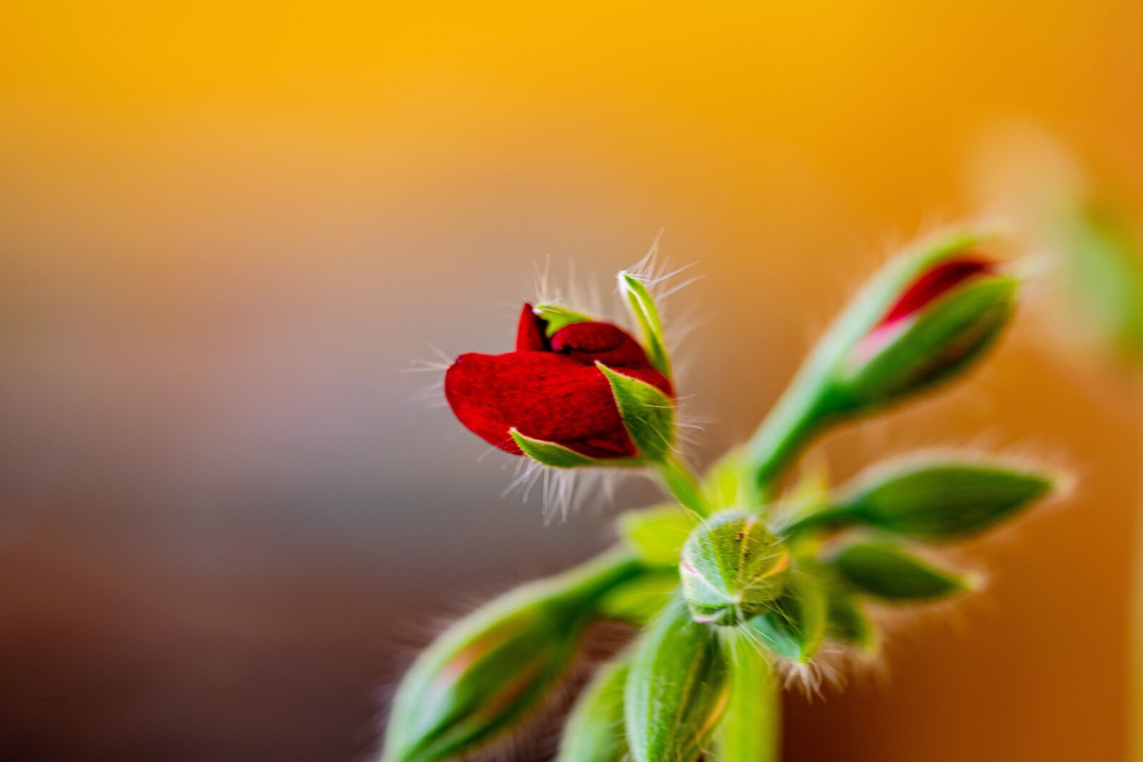 Nikon D5300 sample photo. Nutmeg, macro, close-up photography