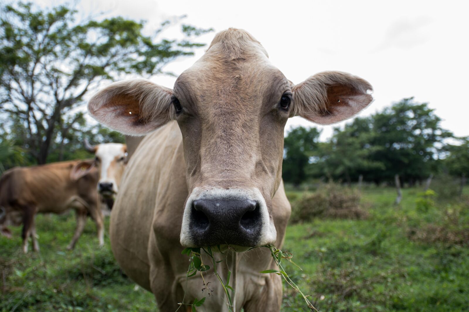 Nikon D7500 sample photo. Cow, animal, livestock photography