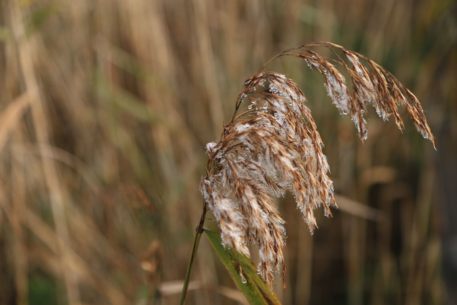 Canon EOS 6D + Canon EF 24-105mm F4L IS USM sample photo. Reed, autumn, nature photography