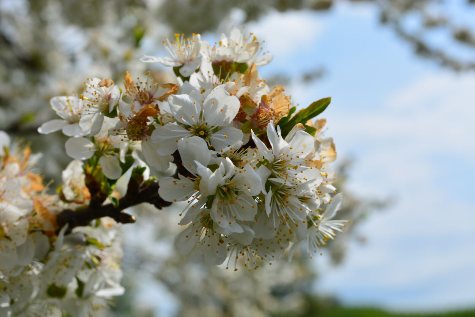 Nikon D5200 sample photo. Cherry blossom, blossom, bloom photography