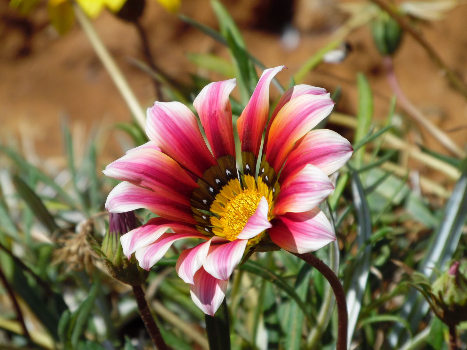 Samsung WB1100F/WB1101F/WB1102F sample photo