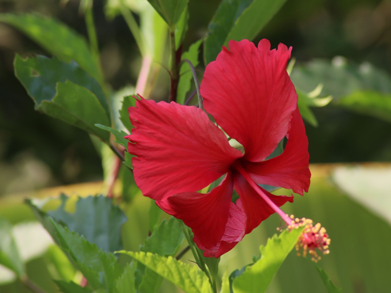 Canon EOS M50 (EOS Kiss M) sample photo. Red, hibiscus, single photography