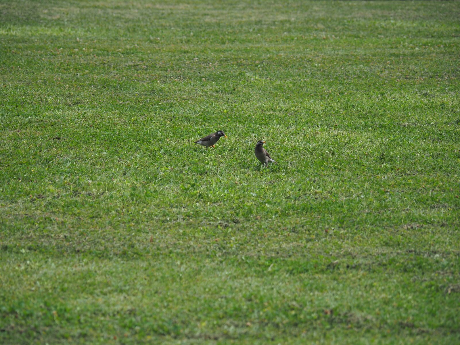 Olympus M.Zuiko Digital ED 12-100mm F4.0 IS Pro sample photo. Park, bird, lawn photography