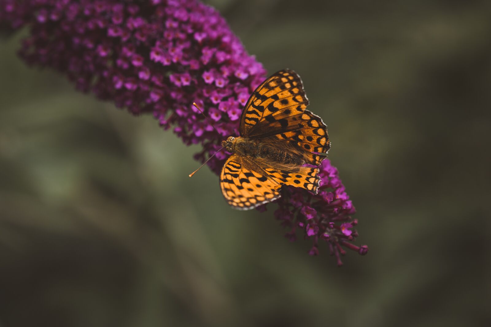 Nikon D750 sample photo. Butterfly, orange, lilac photography