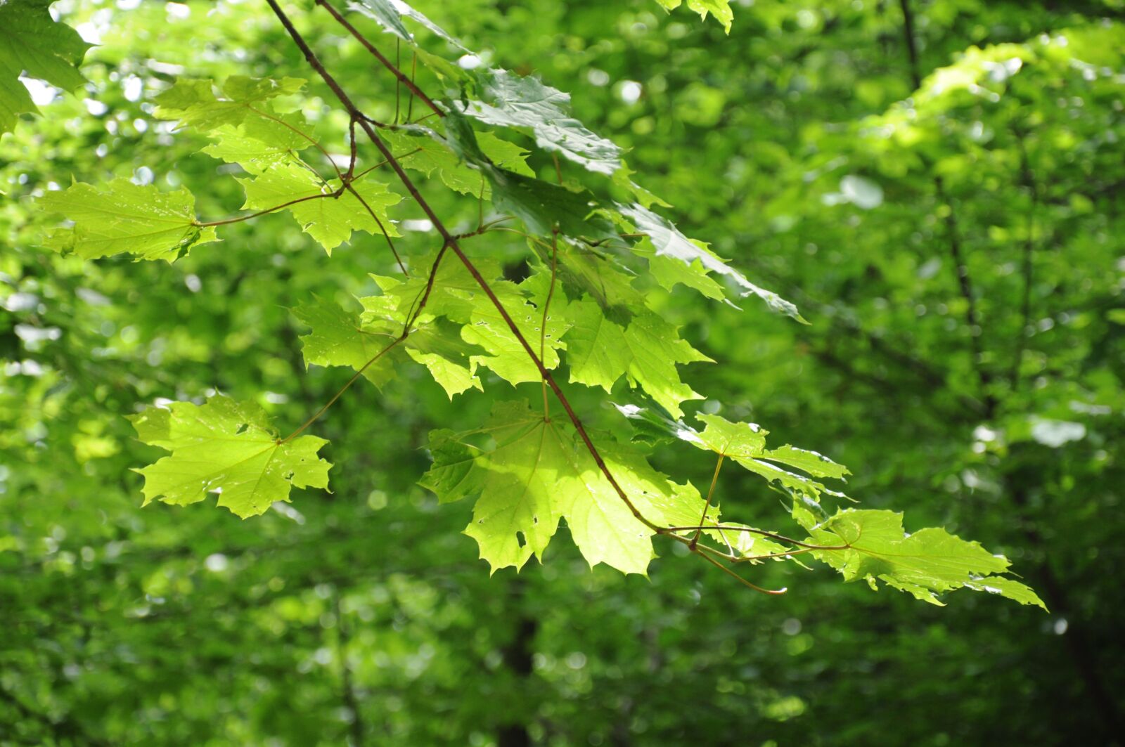 Nikon D5000 sample photo. Forest, tree, nature photography