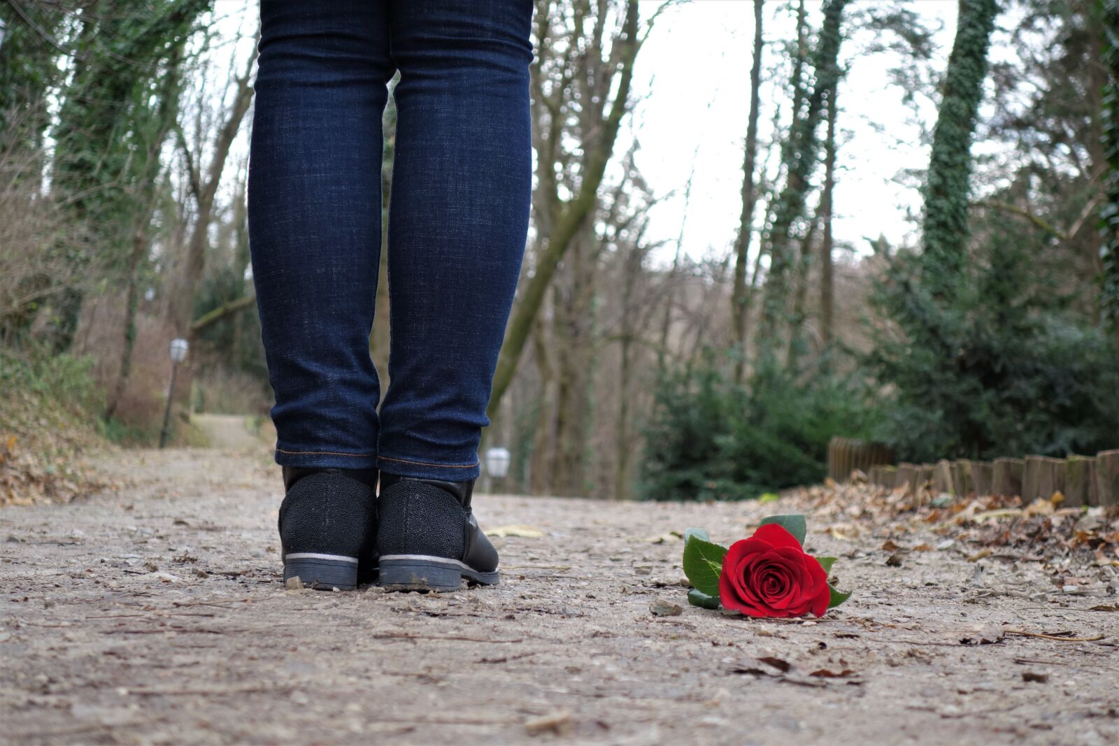 Sony Cyber-shot DSC-RX100 II sample photo. Red rose on the photography