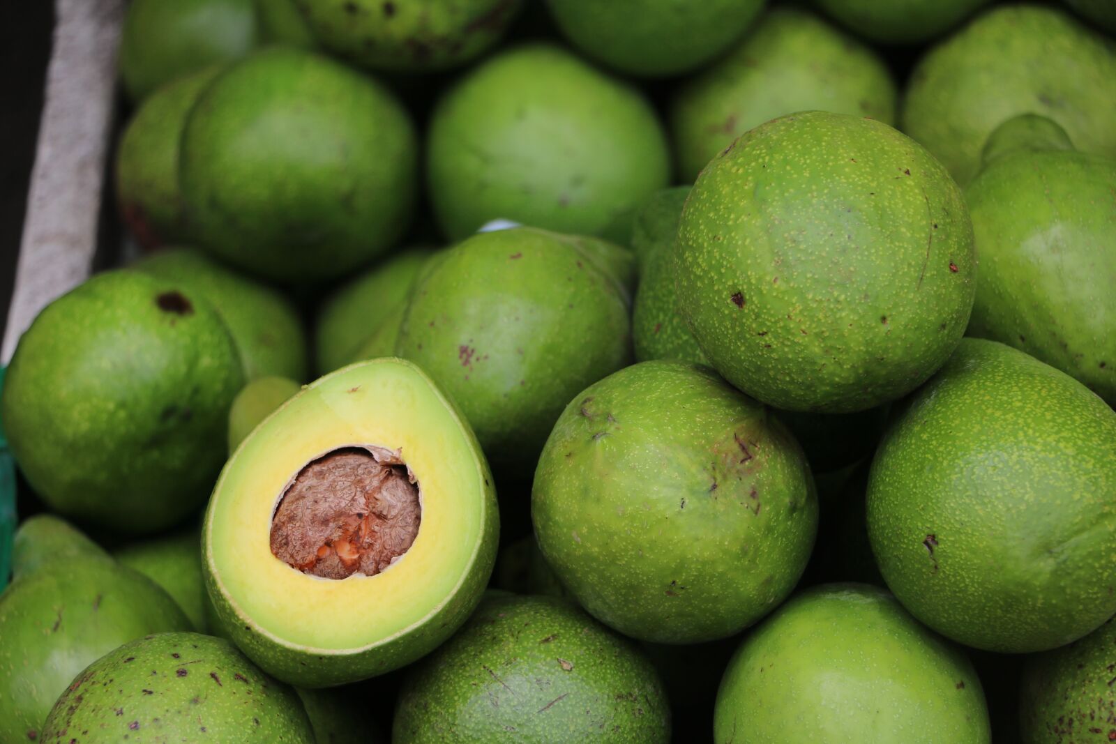 Canon EOS 750D (EOS Rebel T6i / EOS Kiss X8i) sample photo. Avocado, sri lanka, fruit photography