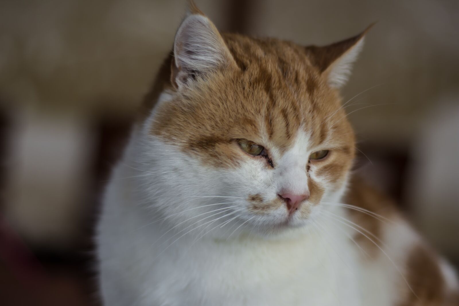 Nikon D7200 sample photo. Cat, pet, animal photography
