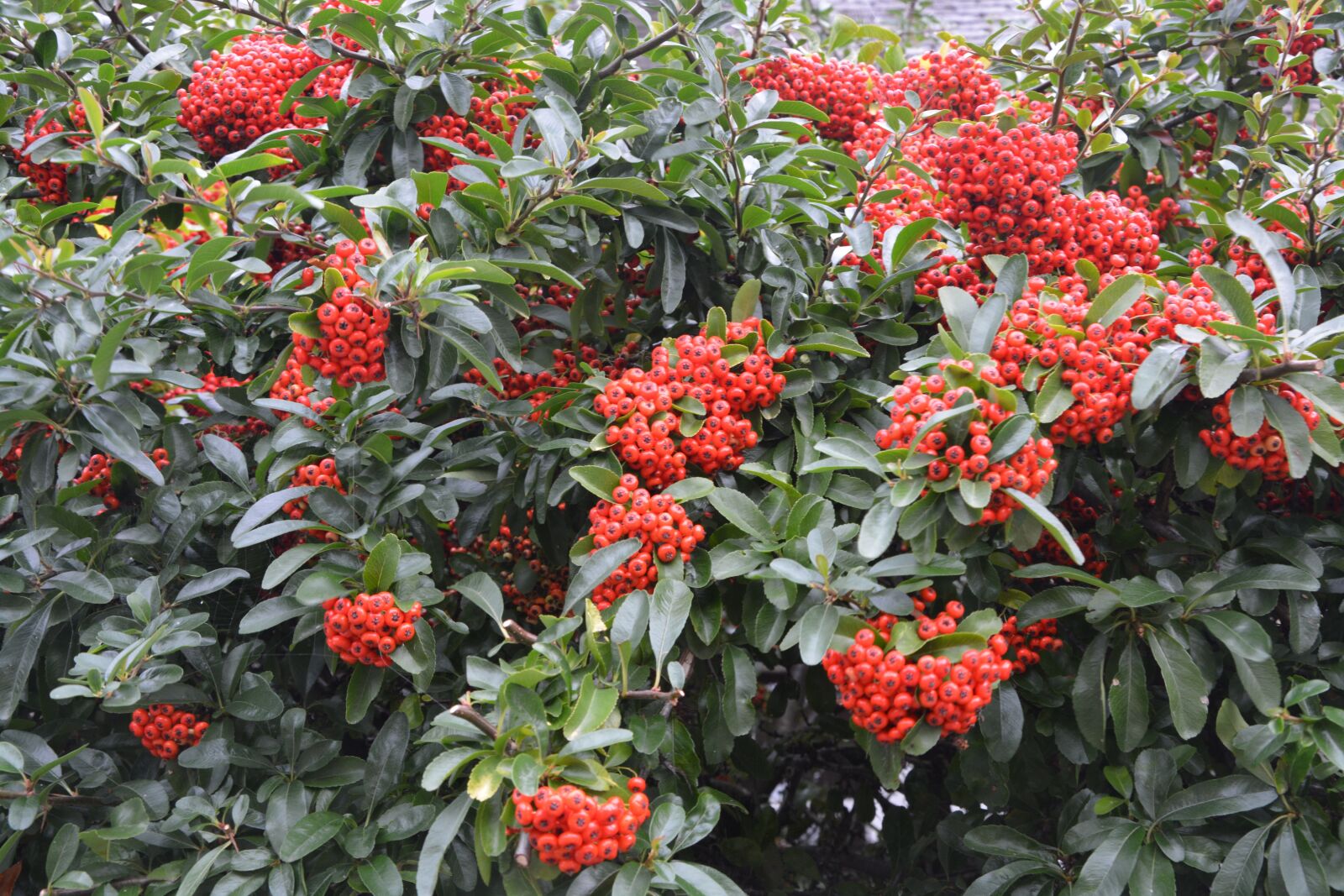 Nikon D5200 sample photo. Plants, bush, green leaves photography