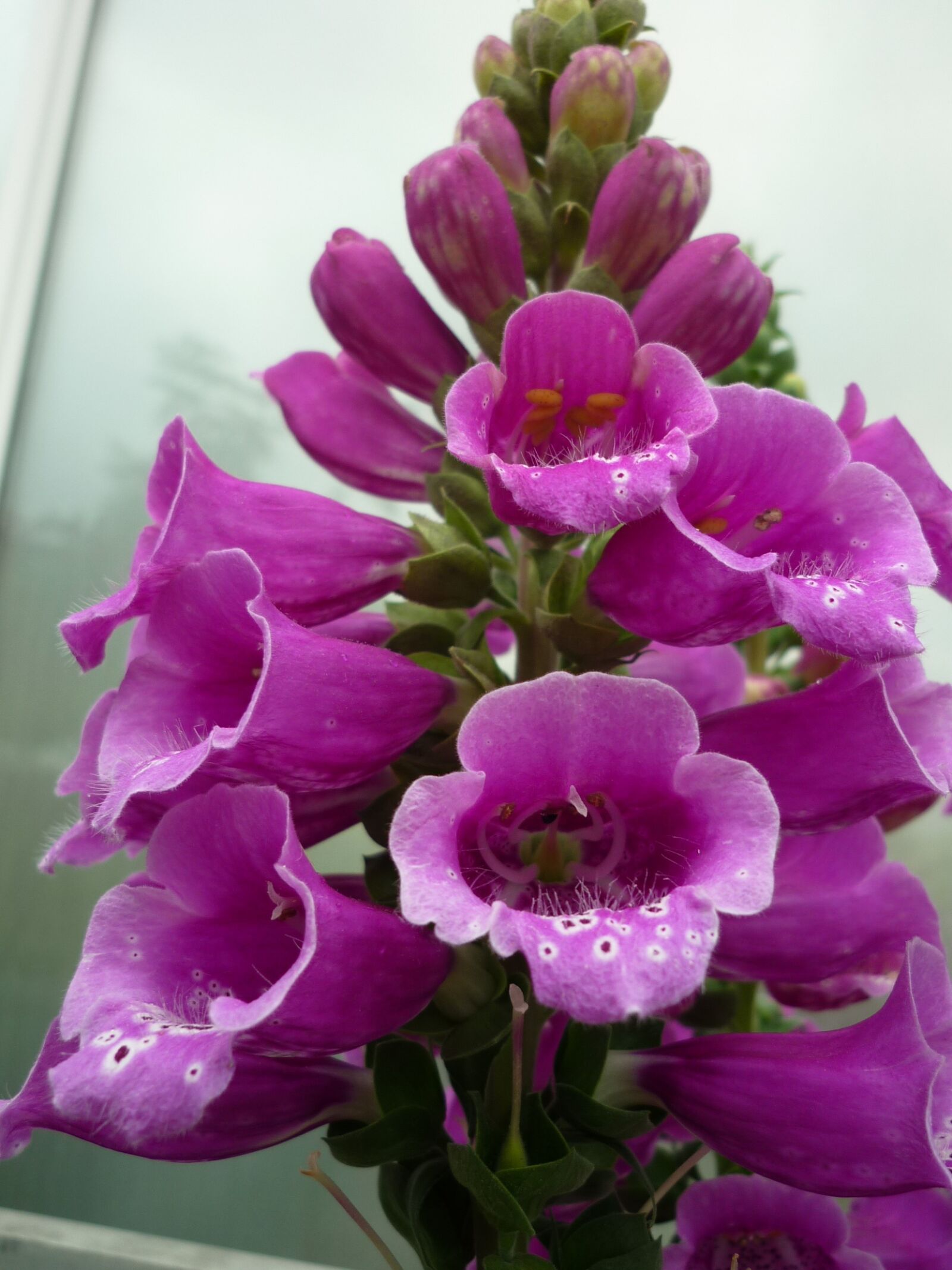 Panasonic Lumix DMC-FS6 sample photo. Common foxglove, garden plant photography