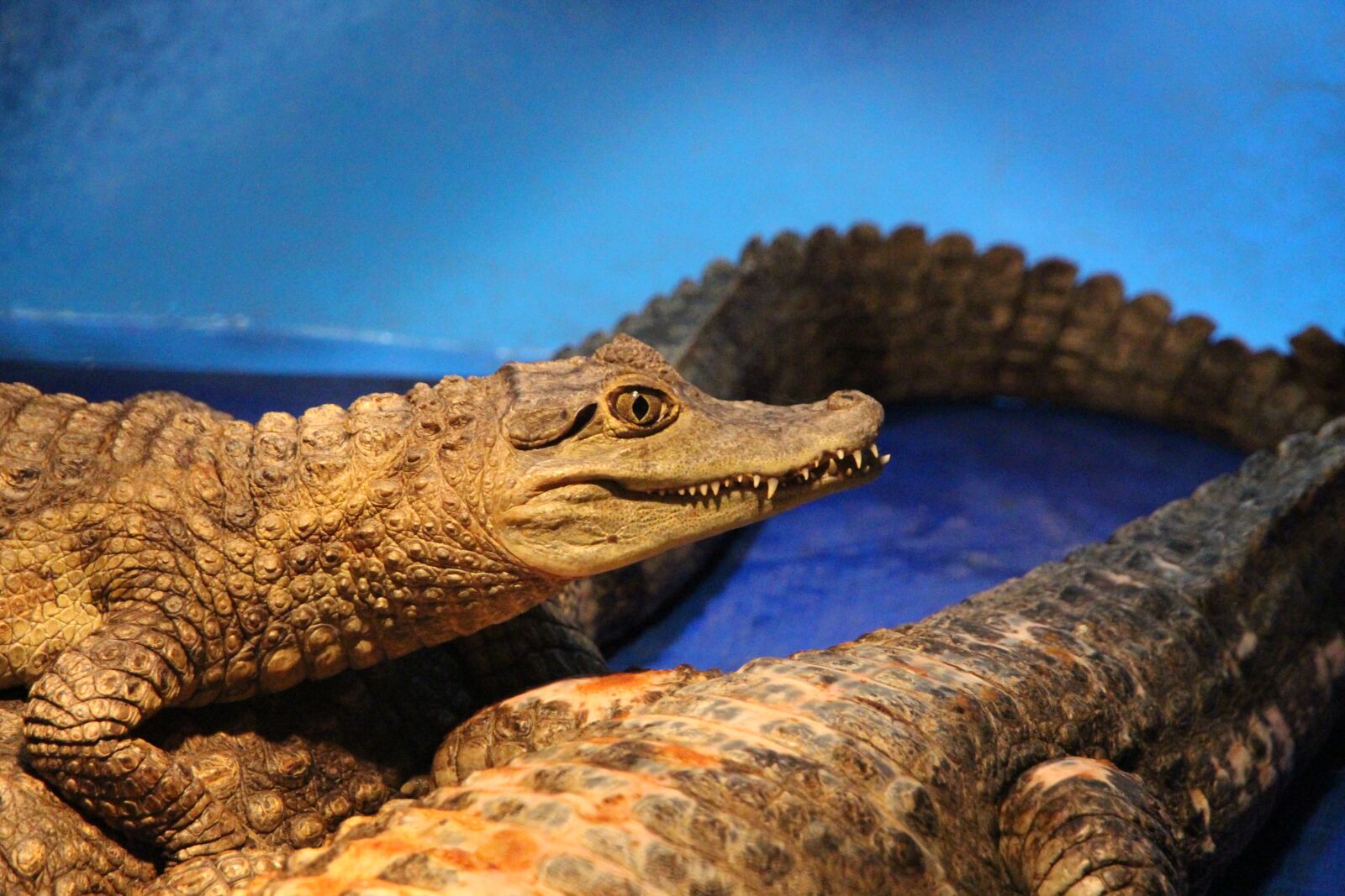 Canon EOS 650D (EOS Rebel T4i / EOS Kiss X6i) sample photo. Caiman, crocodile cayman, spectacled photography