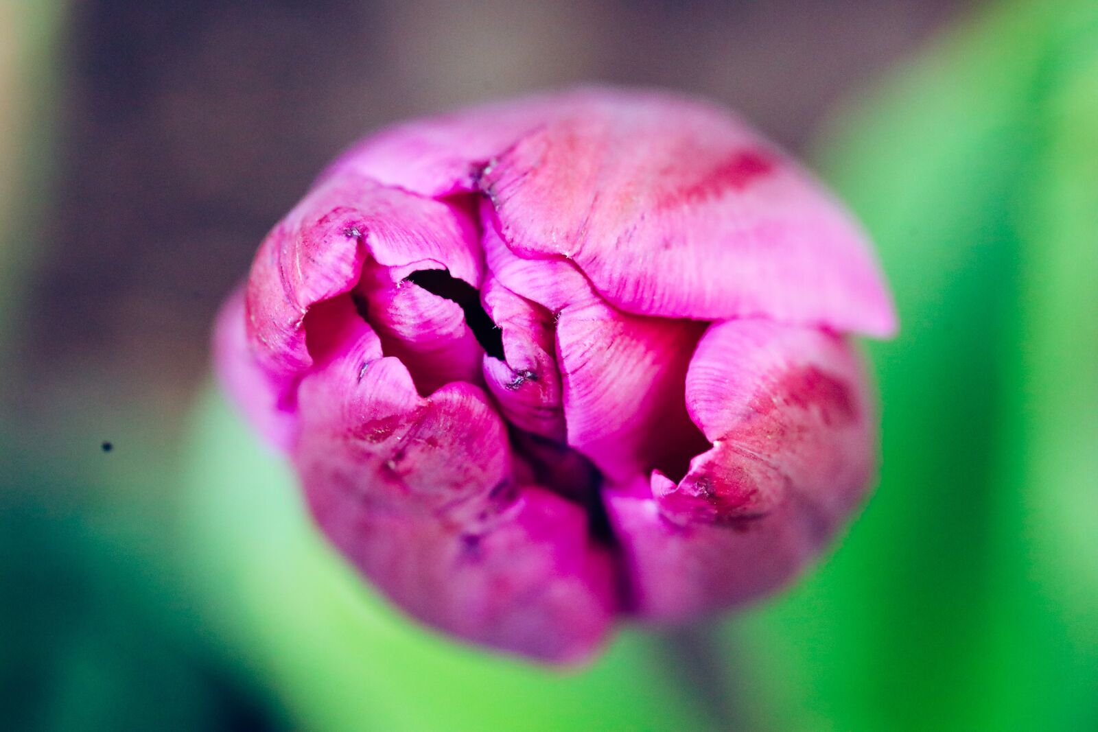 Canon EOS R sample photo. Tulip, purple, nature photography