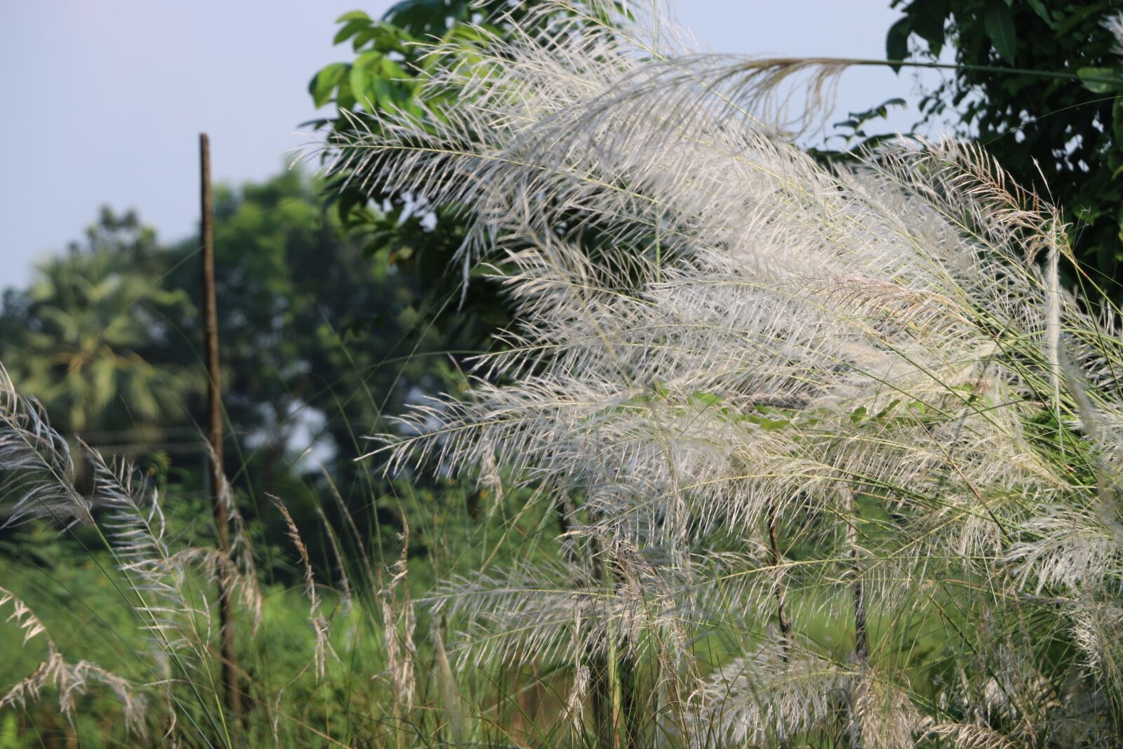 Canon EOS 70D sample photo. Grass, catkin, nature photography