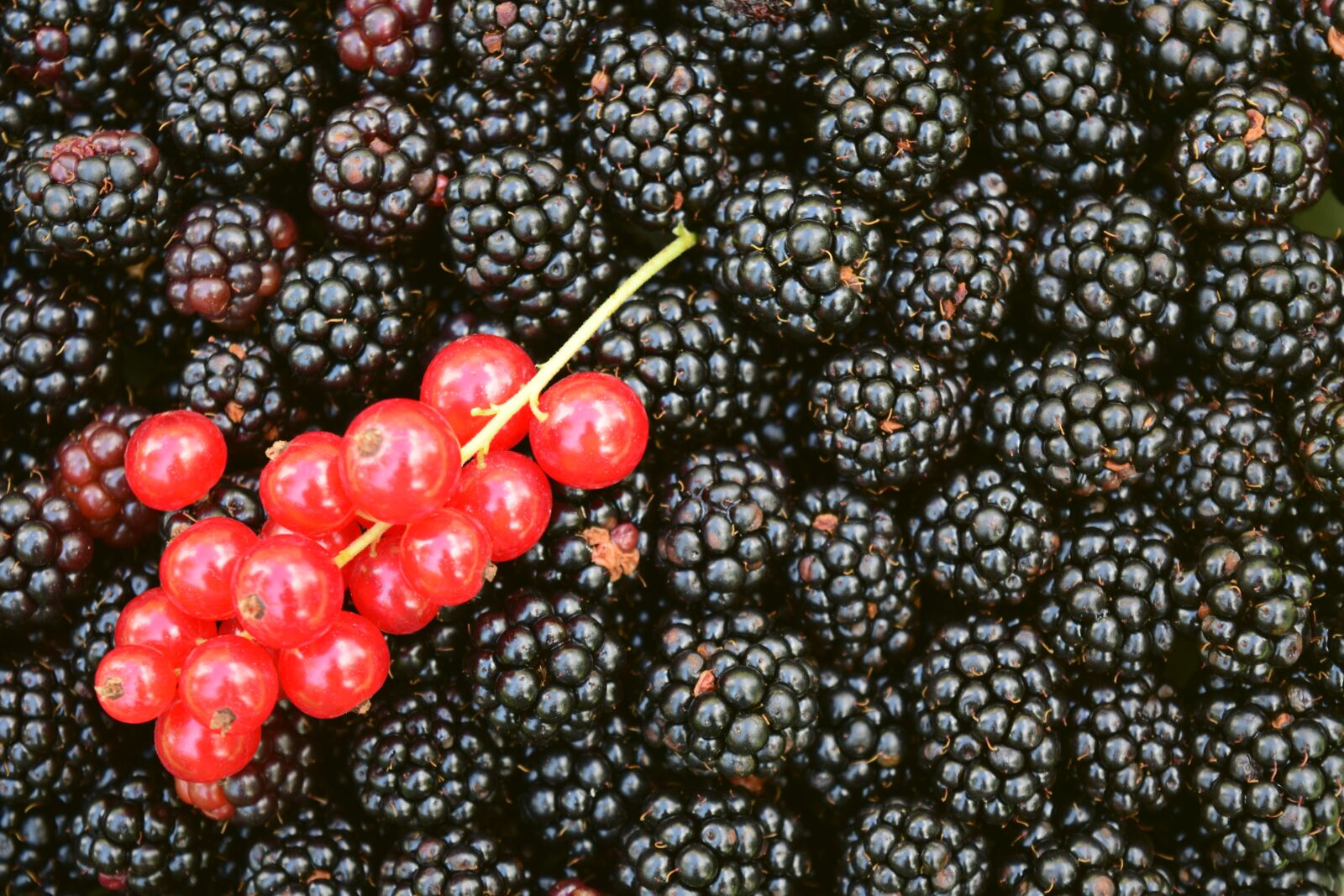 Nikon D3300 sample photo. Blackberries, currants, background photography