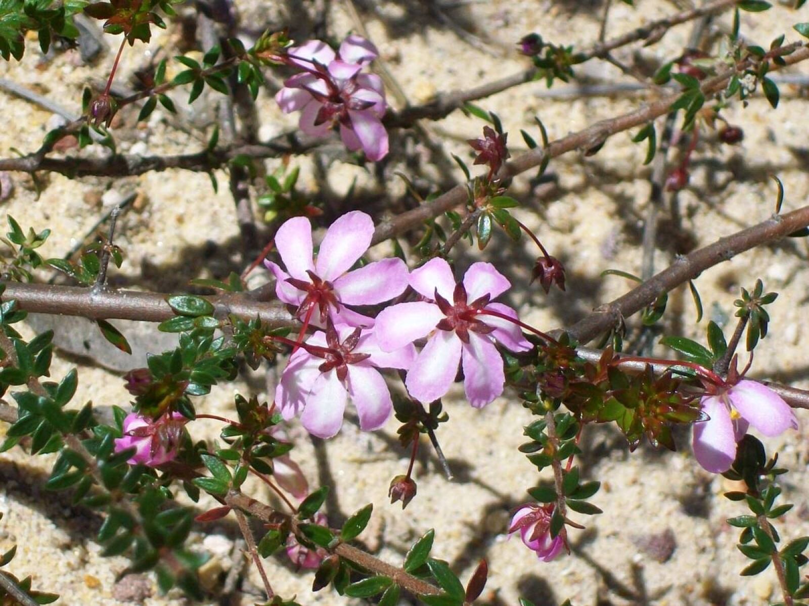 Kodak EASYSHARE C1013 DIGITAL CAMERA sample photo. Bauera rubioides, shrub, madder-leaved photography