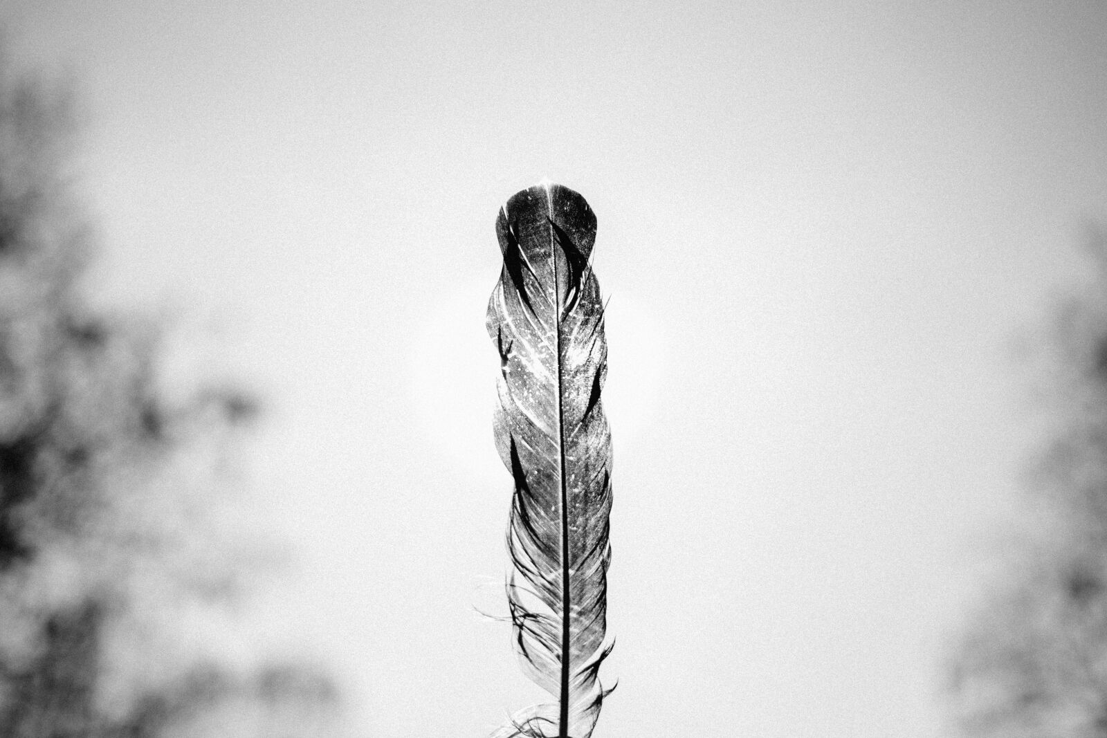 Canon EOS 6D + Canon EF 40mm F2.8 STM sample photo. Grayscale, photo, of, feather photography