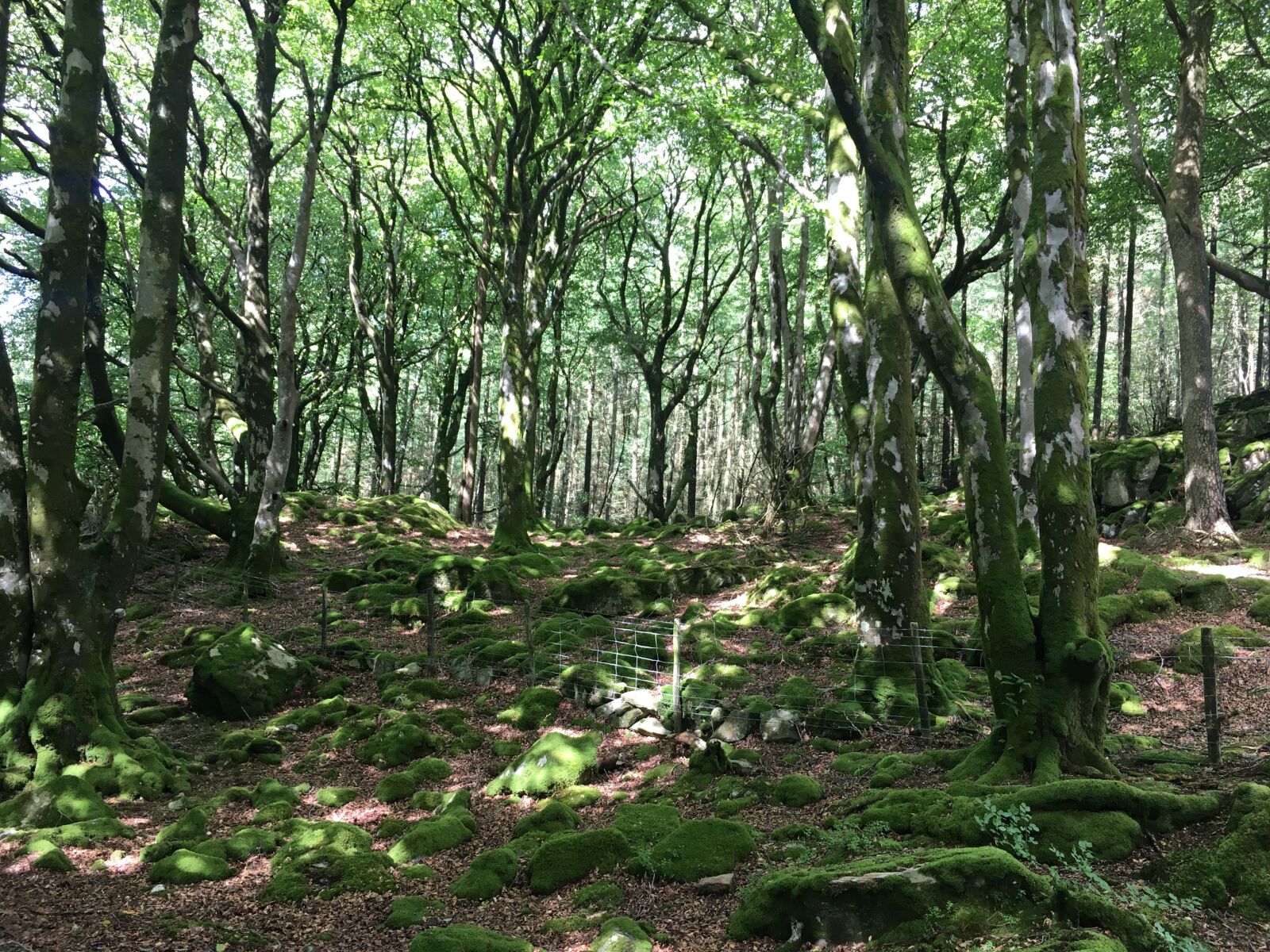Apple iPhone 6s sample photo. Green, forest, nature photography