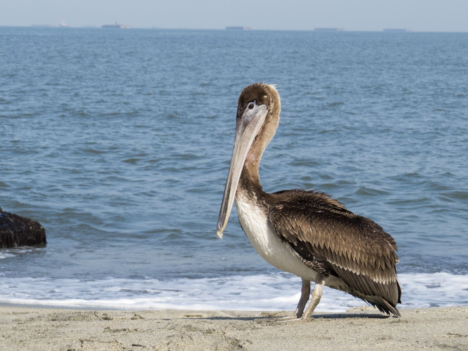 Canon PowerShot SX50 HS sample photo. Pelican, ave, animal photography