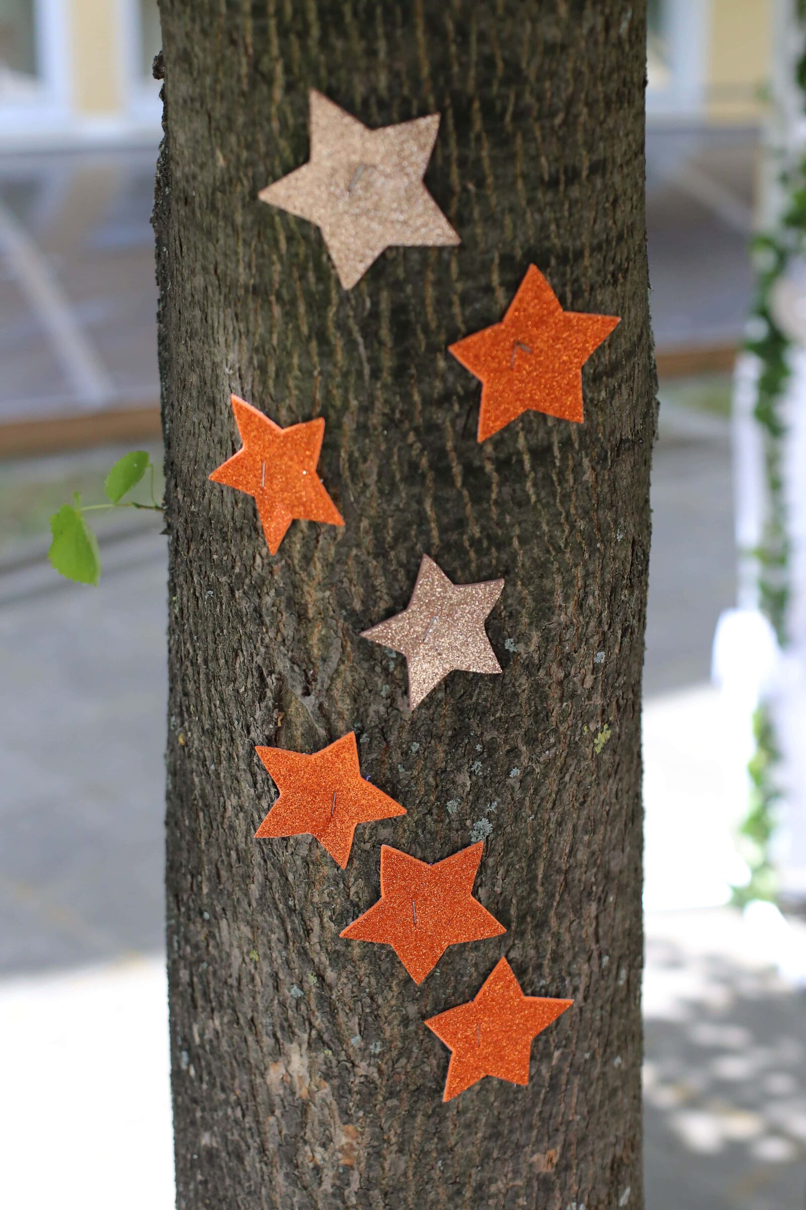 Canon EOS 6D + Canon EF 50mm F1.4 USM sample photo. Decorative, trees, bark, star photography