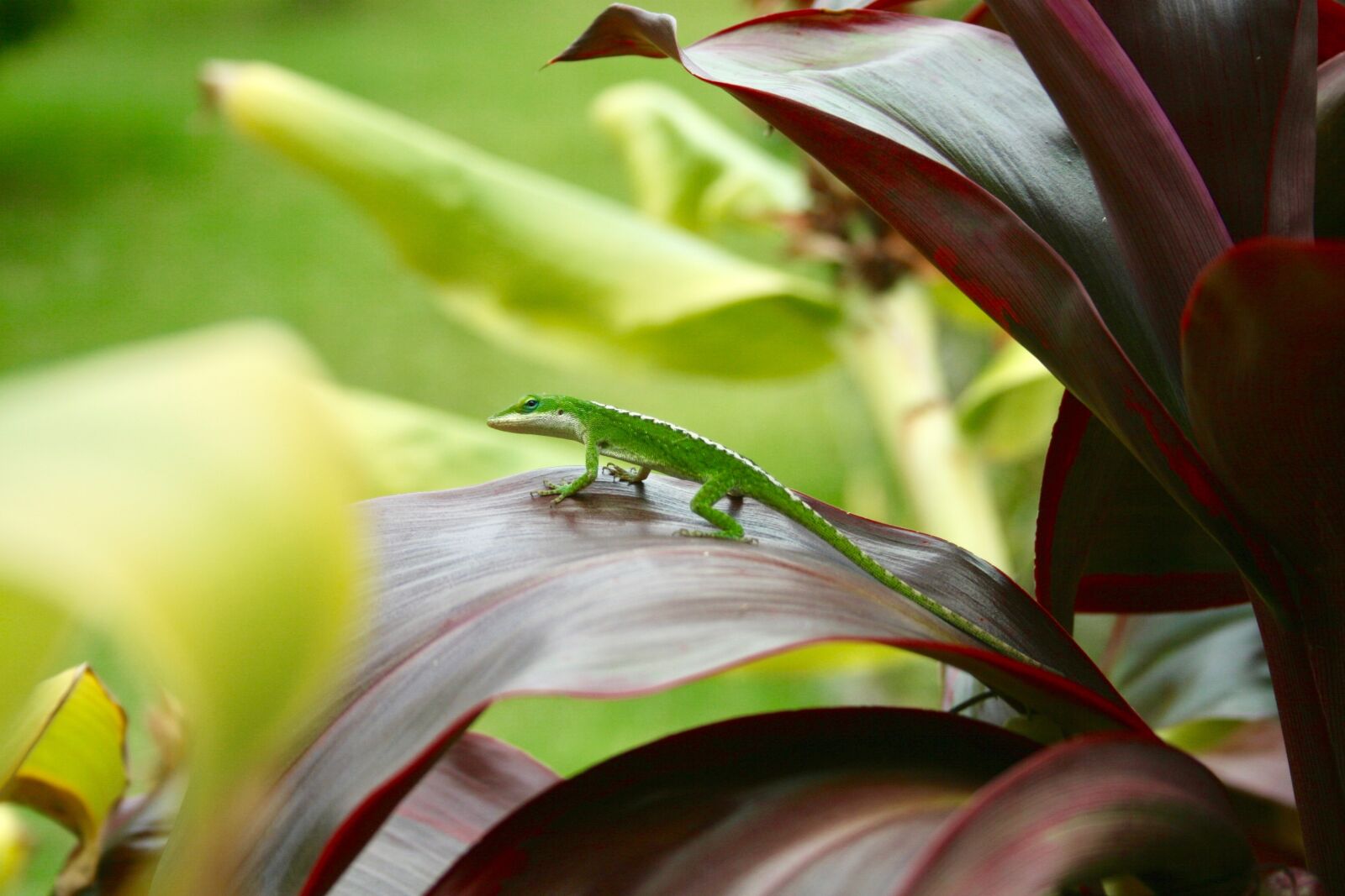 Canon EOS 400D (EOS Digital Rebel XTi / EOS Kiss Digital X) sample photo. Gecko, hawaii, nature photography