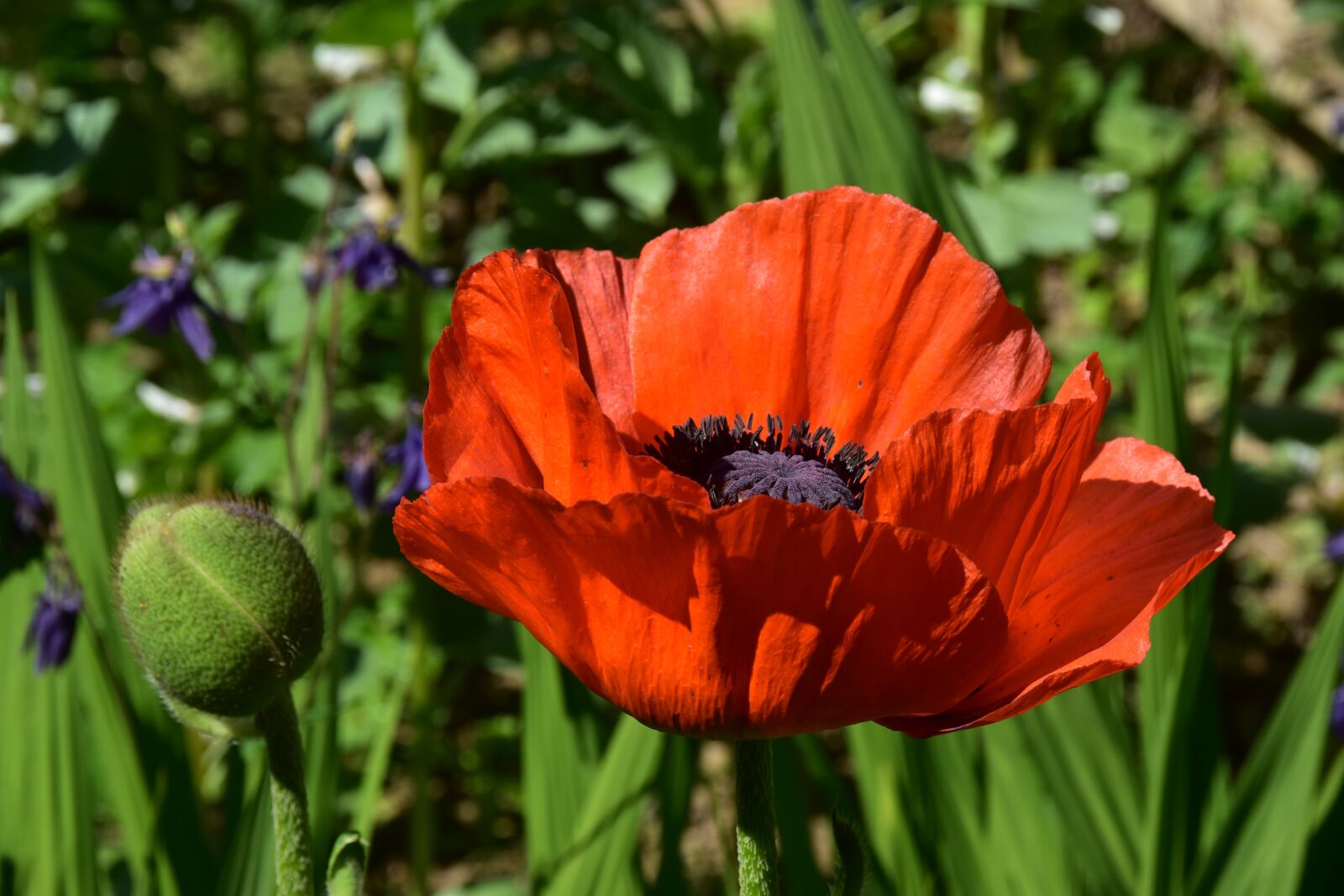 Nikon D5500 sample photo. Poppy, red, flower photography