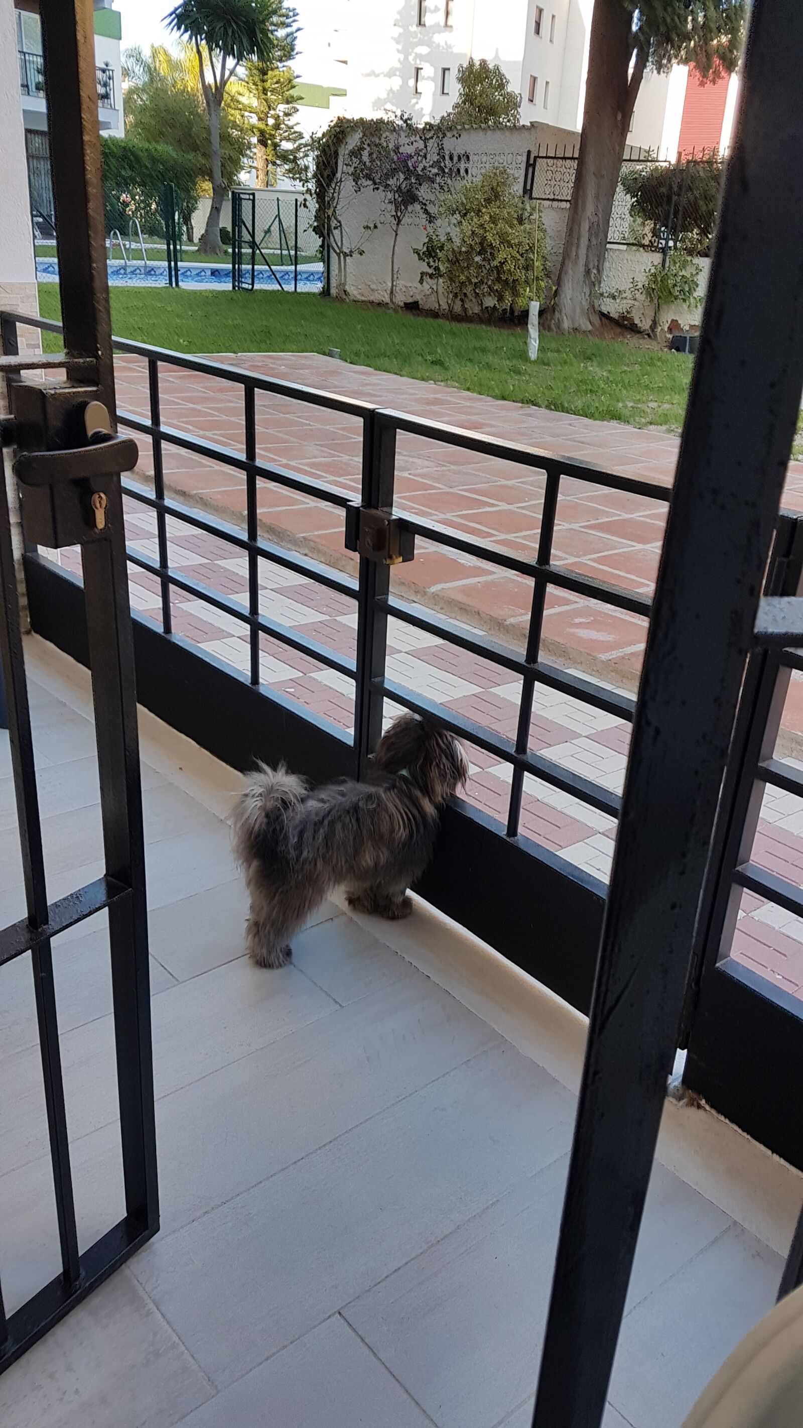 Samsung Galaxy S7 Edge sample photo. Perro, animal, perrito photography