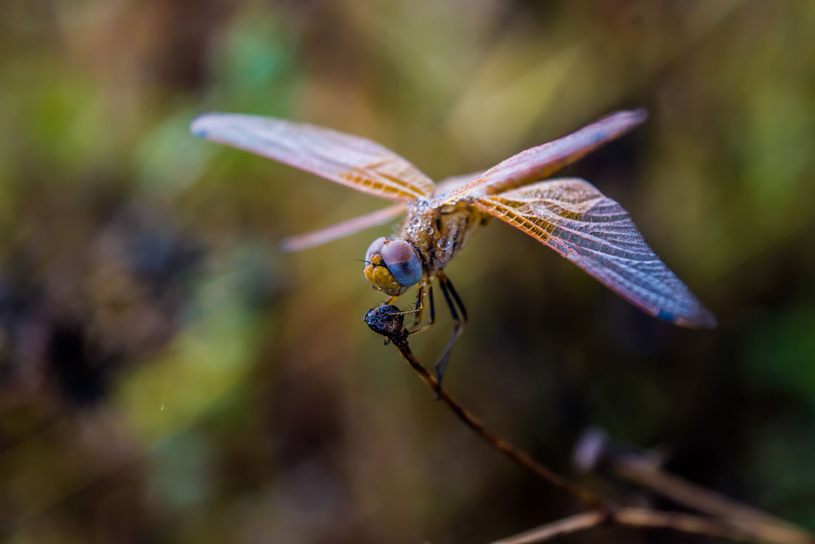 Nikon D3300 sample photo. Dragonfly, morning, nature photography