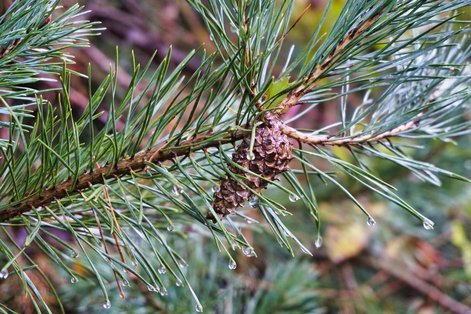 Sony a6500 sample photo. Fir tree, pine cones photography
