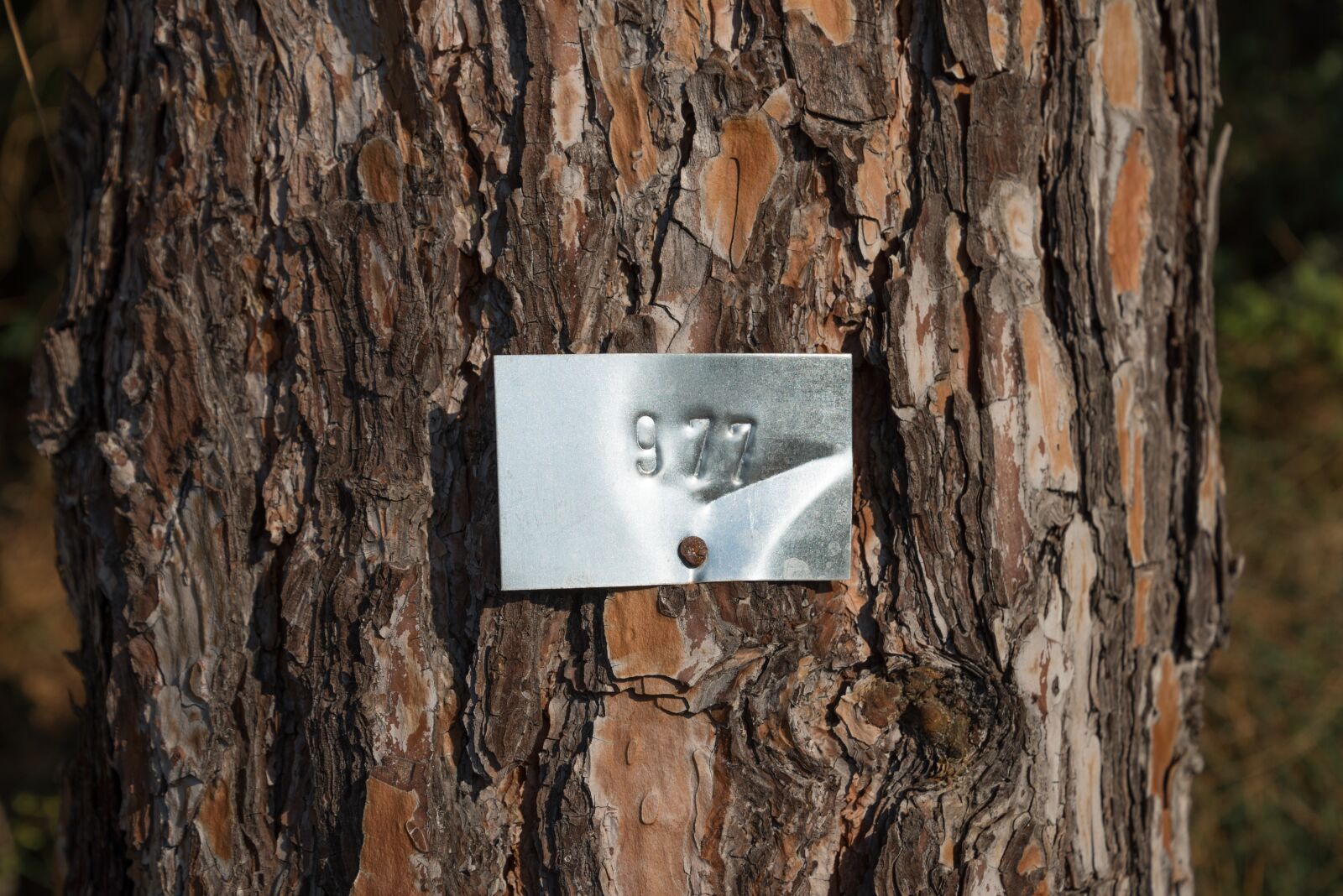 Nikon D610 sample photo. Tree, preservation, plate photography