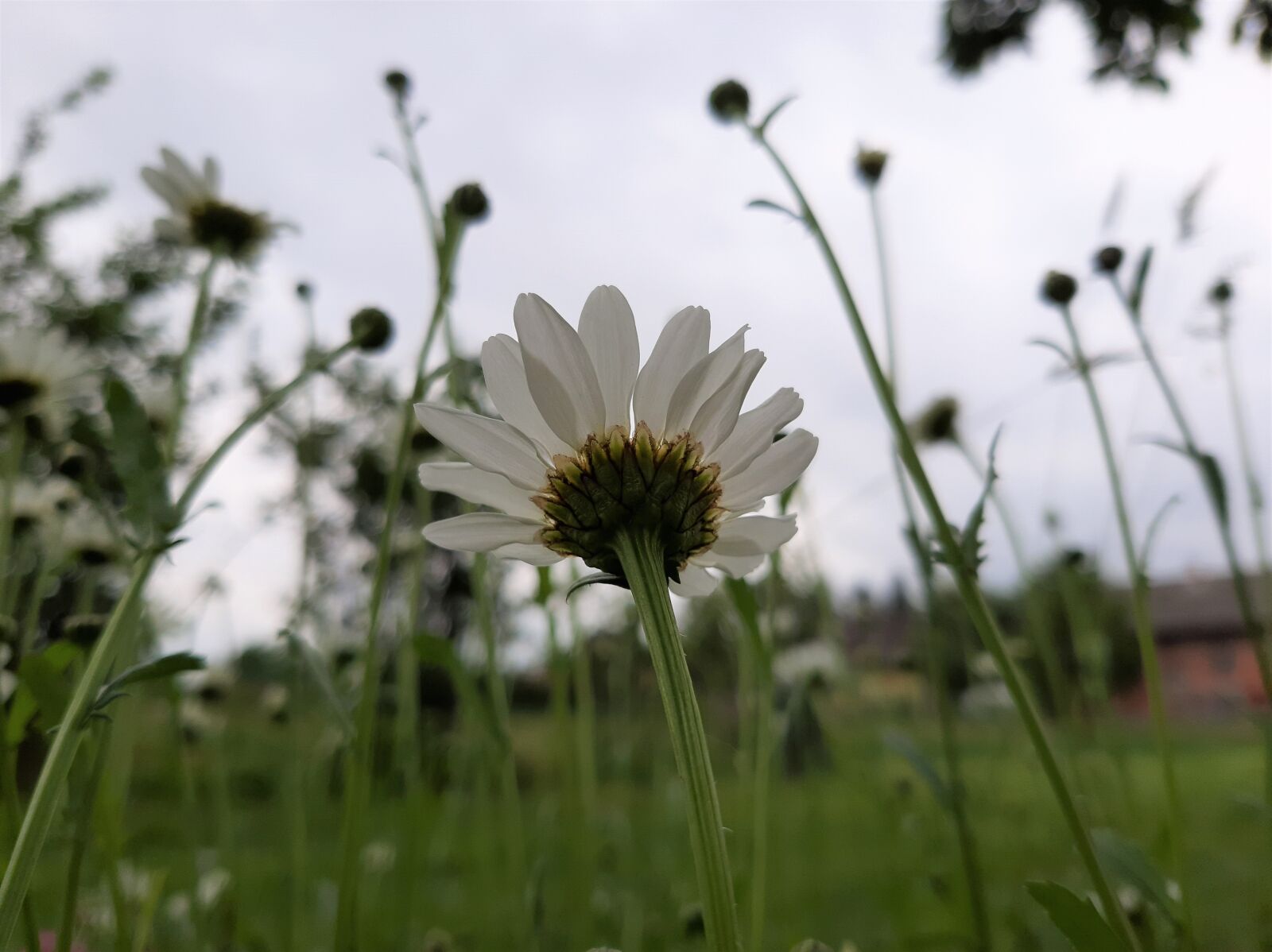 Samsung Galaxy A50 sample photo. Daisy, white, flowers photography