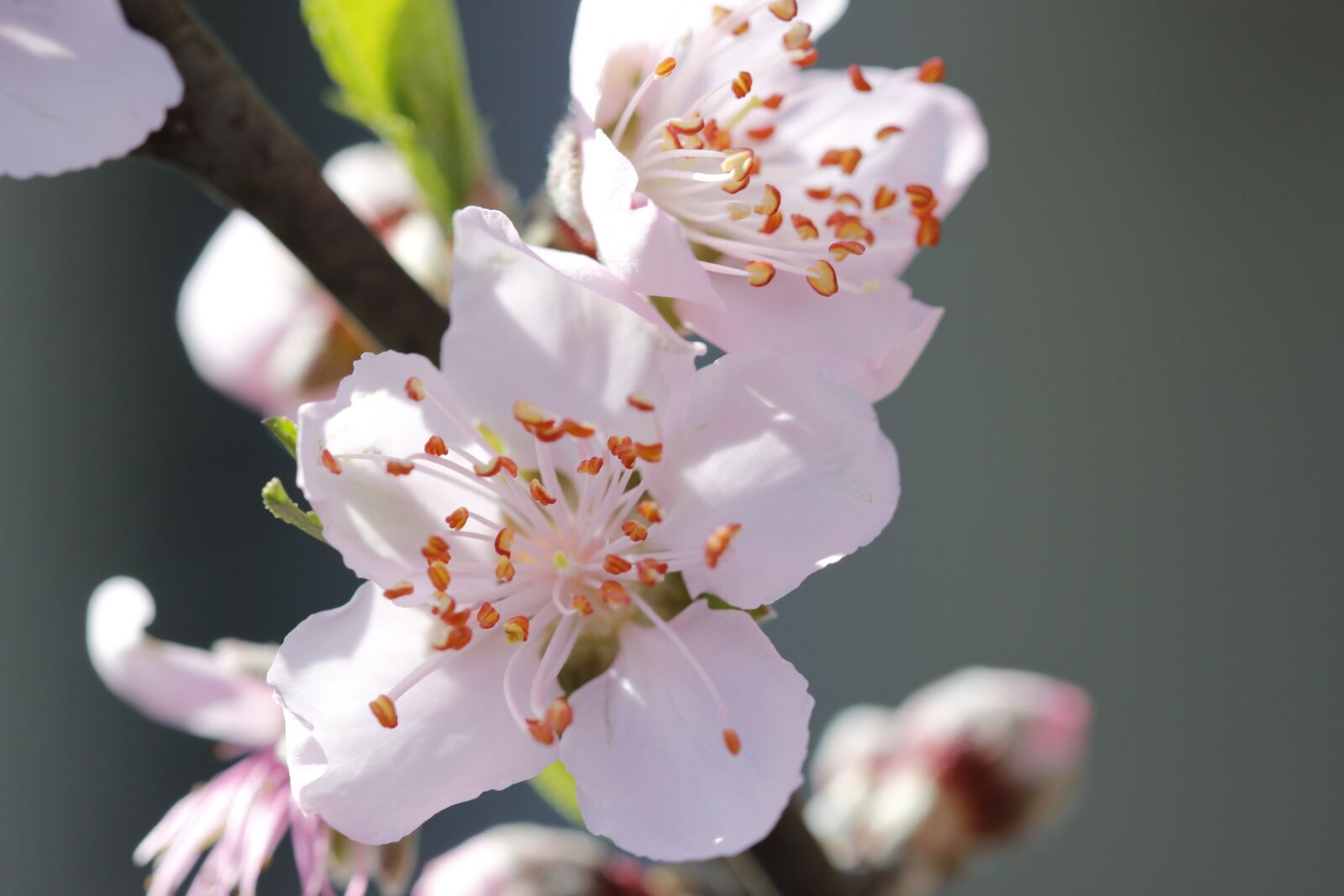 Canon EOS 600D (Rebel EOS T3i / EOS Kiss X5) + Canon EF 100mm F2.8 Macro USM sample photo. Flower, peach tree, spring photography