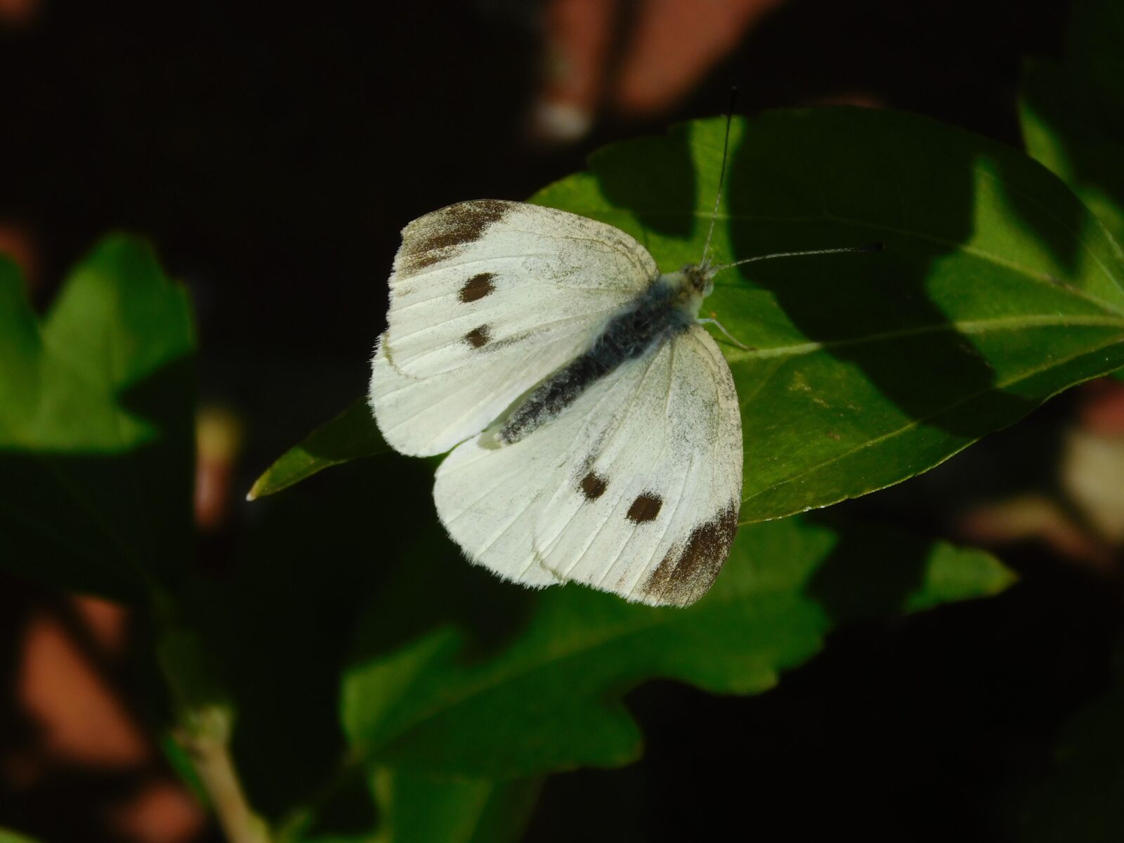 Nikon Coolpix L840 sample photo. Butterfly, cabbage white, insect photography