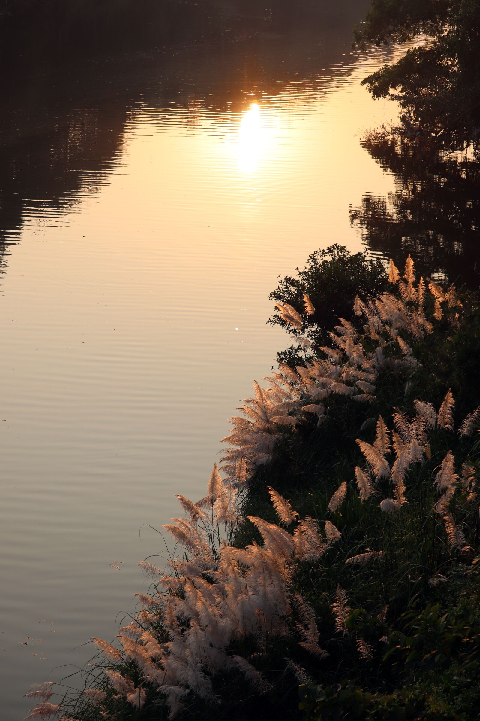Canon EOS 200D (EOS Rebel SL2 / EOS Kiss X9) sample photo. Reflections, river bank, sunbeam photography