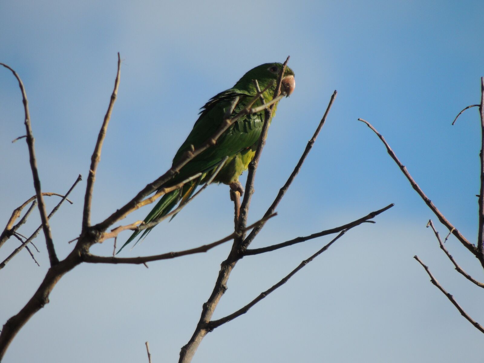 Nikon Coolpix P510 sample photo. Maritaca, birds photography