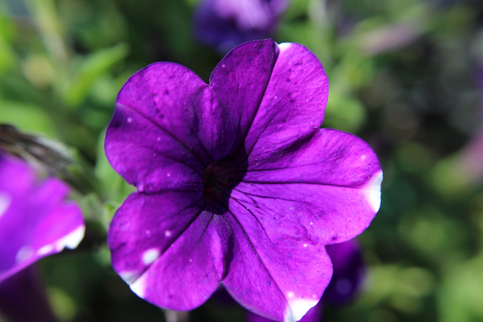 Canon EOS 1300D (EOS Rebel T6 / EOS Kiss X80) + Canon EF-S 18-55mm F3.5-5.6 IS II sample photo. Petunia, purple, flower photography