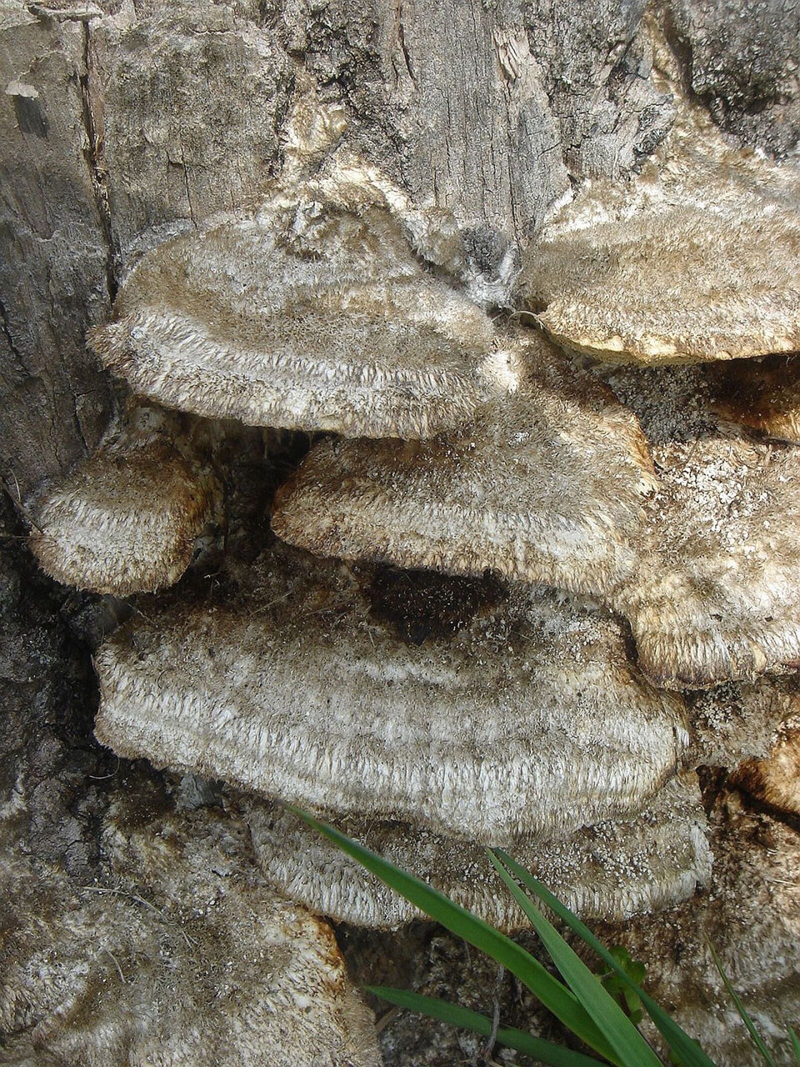 Sony DSC-T5 sample photo. Stump, tree, fungus photography