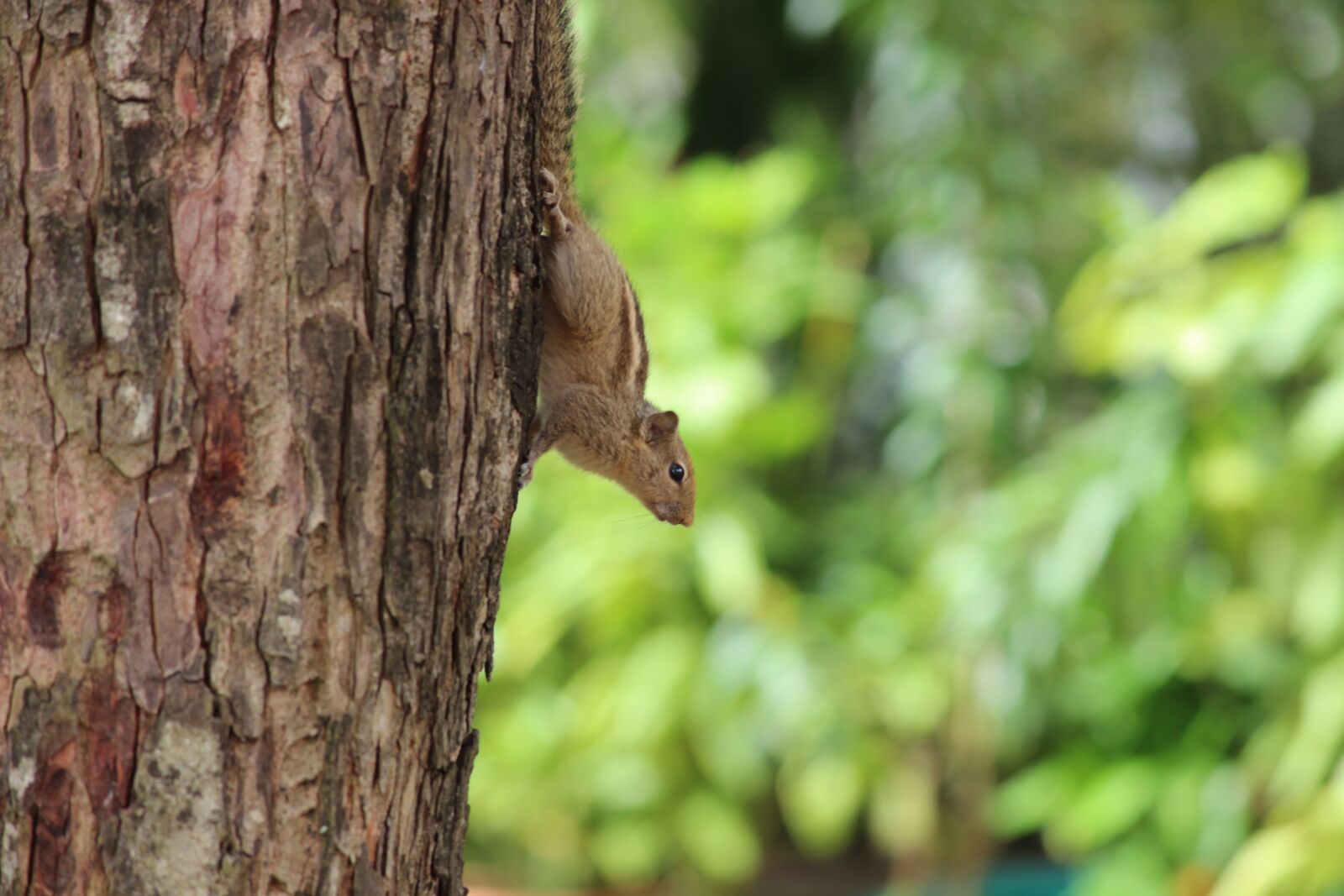 Canon EOS 600D (Rebel EOS T3i / EOS Kiss X5) sample photo. Tree, climbing, cute photography