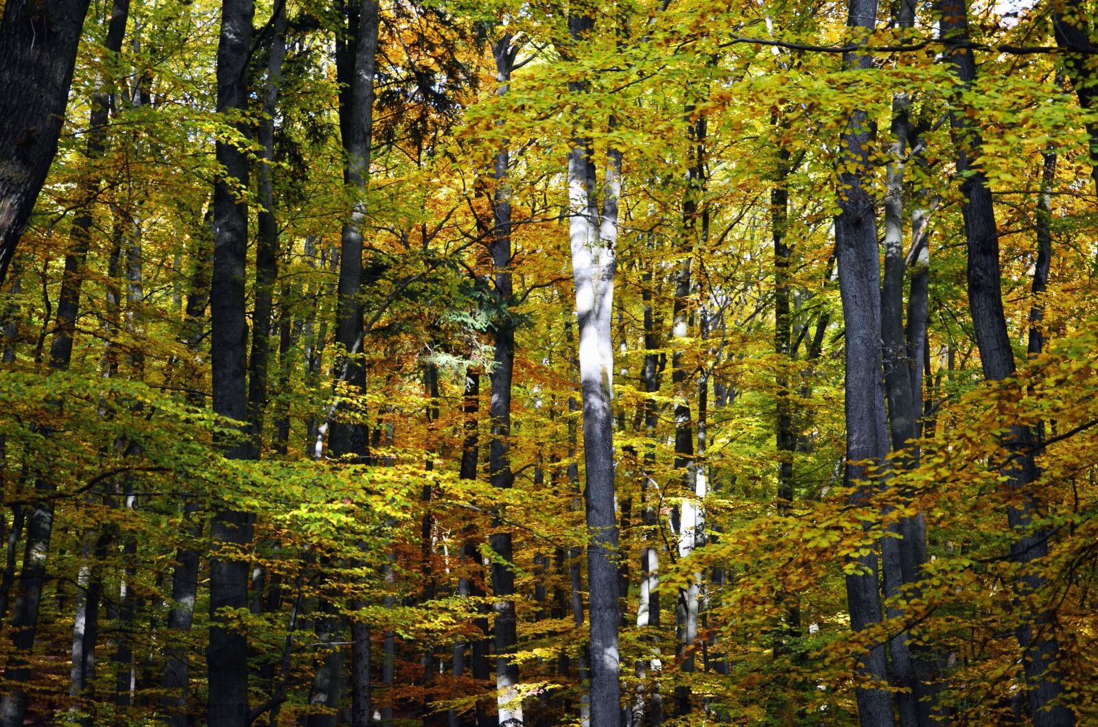 Nikon D5100 sample photo. Forest, wood, nature, branch photography
