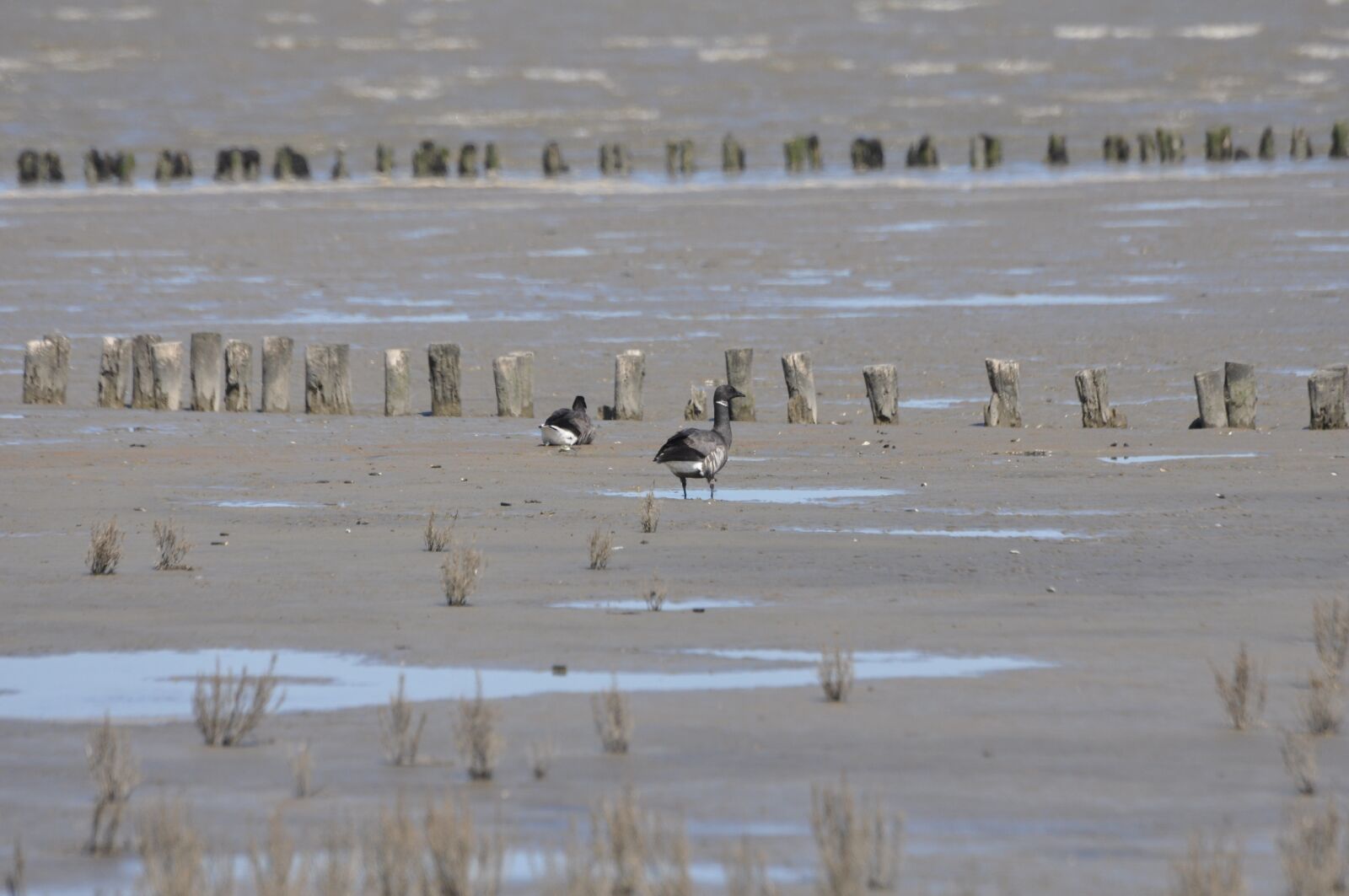 Nikon D90 sample photo. Brent goose, watts, wadden photography