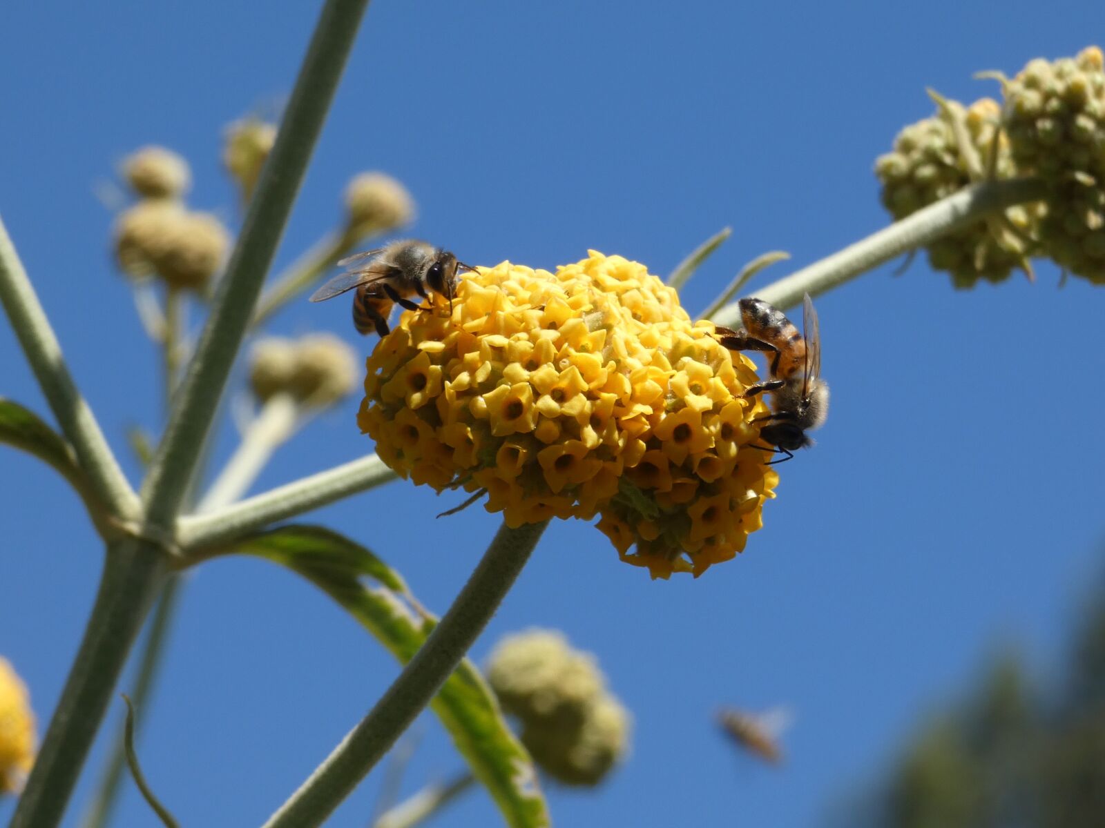 Panasonic DC-FZ80 sample photo. Matico, buddleja globosa, pollination photography
