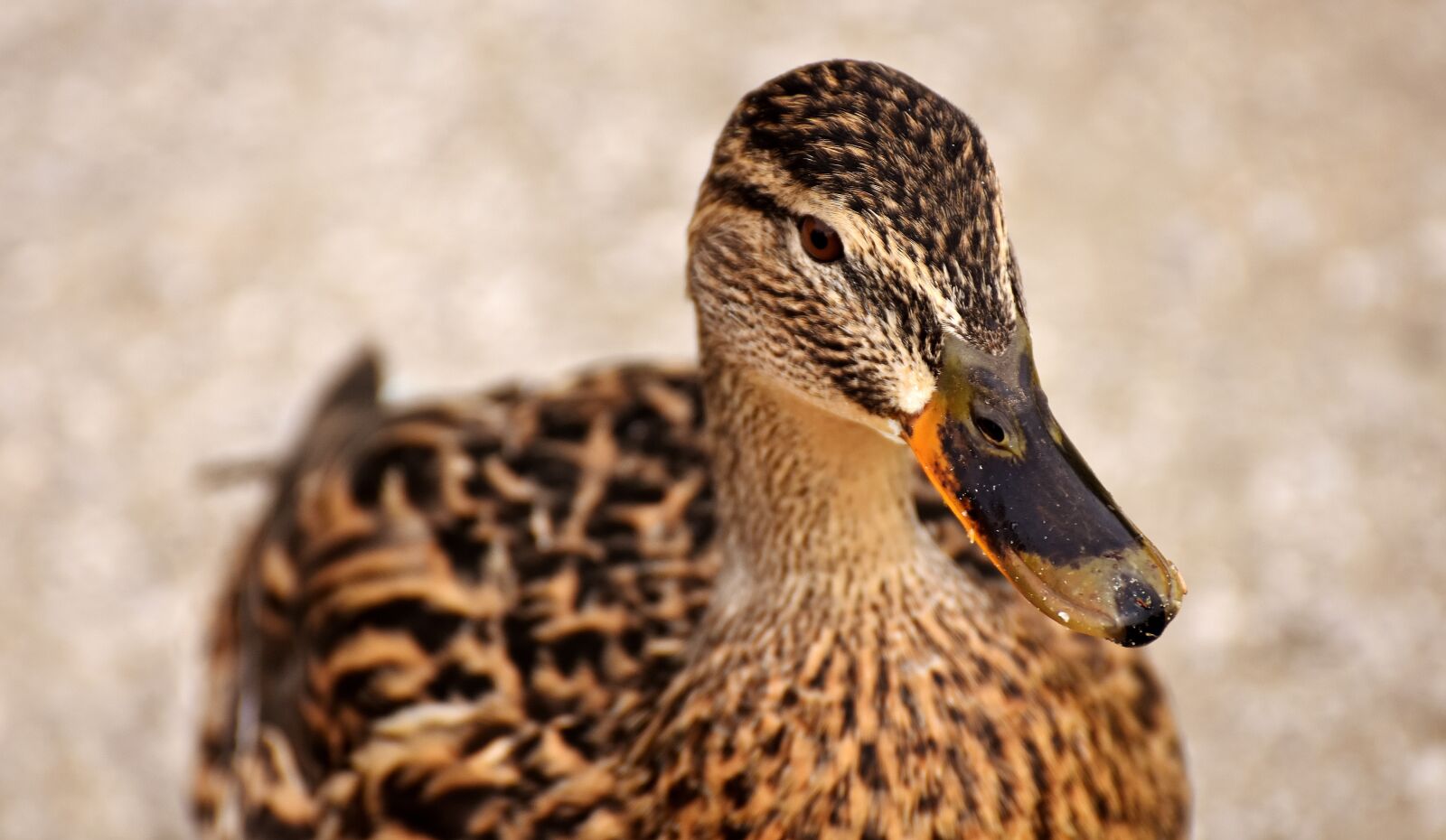Nikon D7200 sample photo. Mallard, brown, animal world photography