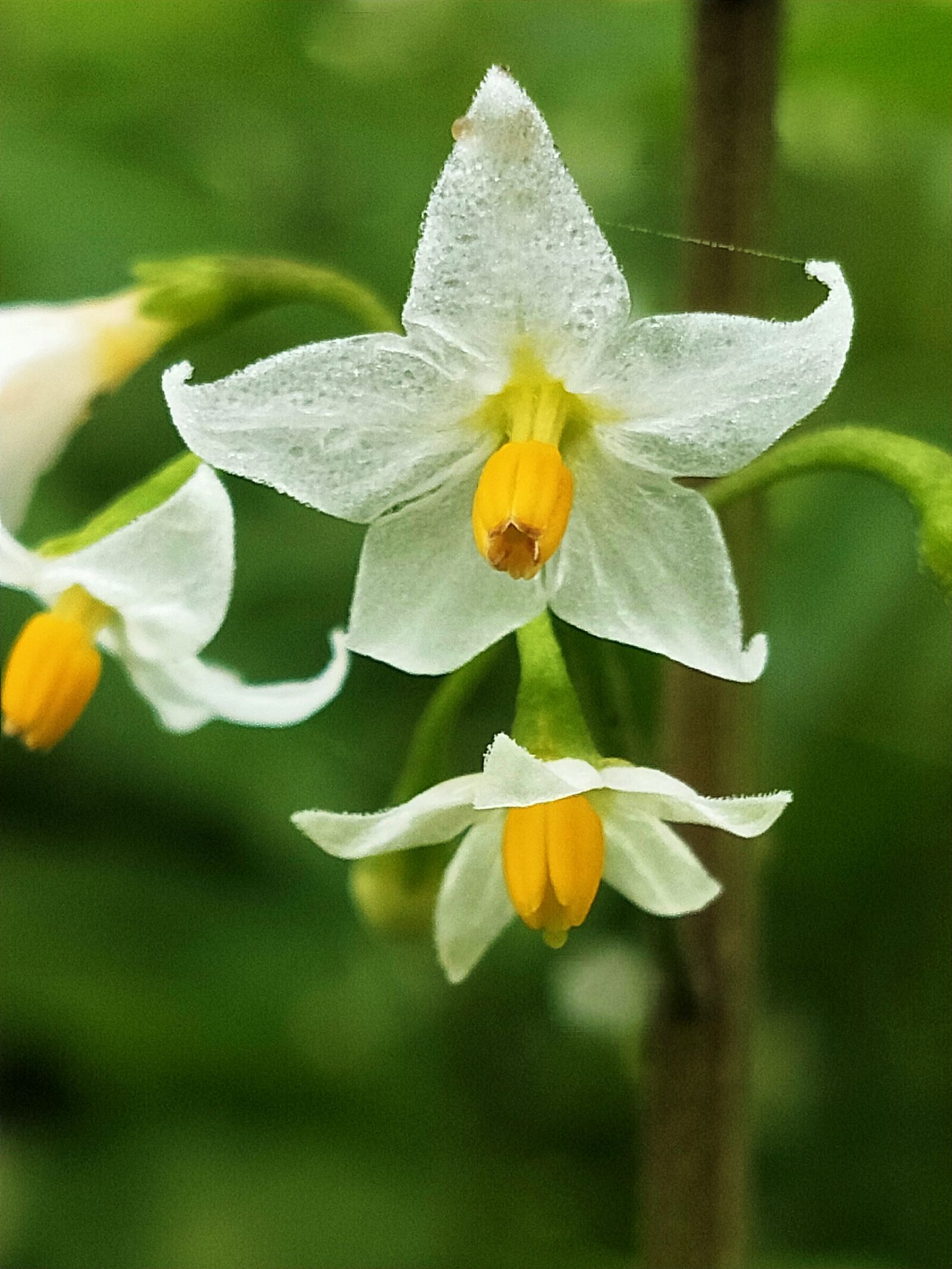 OPPO Realme 2 Pro sample photo. Nature, flower, beautiful photography