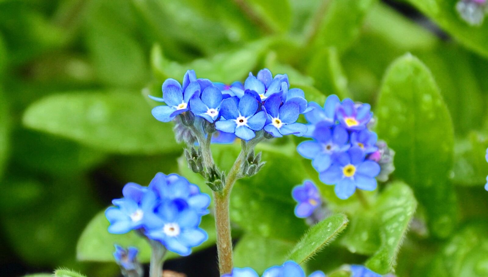 Nikon D90 sample photo. K knefelejcs, spring flower photography