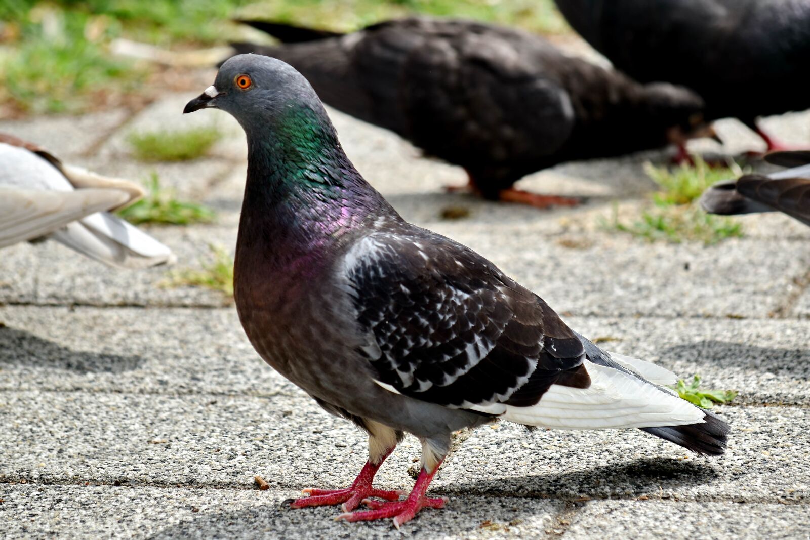 Nikon D5500 sample photo. Animals, birds, elegant, feather photography