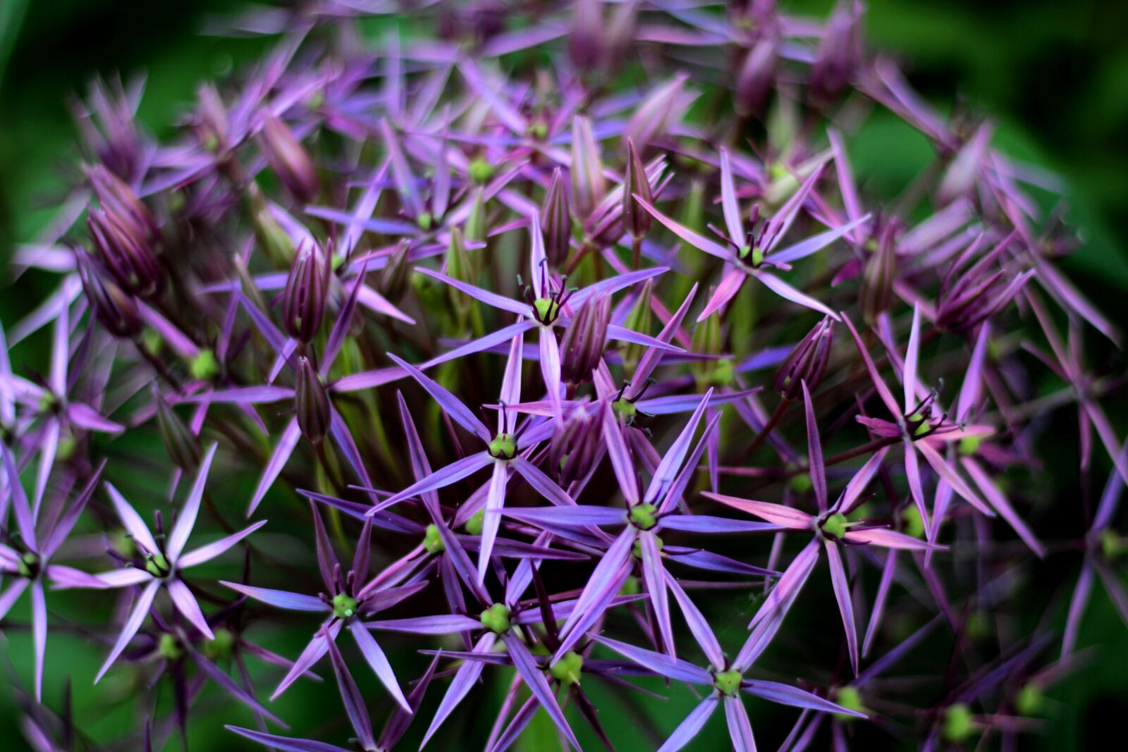 Canon EOS 600D (Rebel EOS T3i / EOS Kiss X5) + Canon EF 50mm F1.8 STM sample photo. Allium christophii, ornamental onion photography