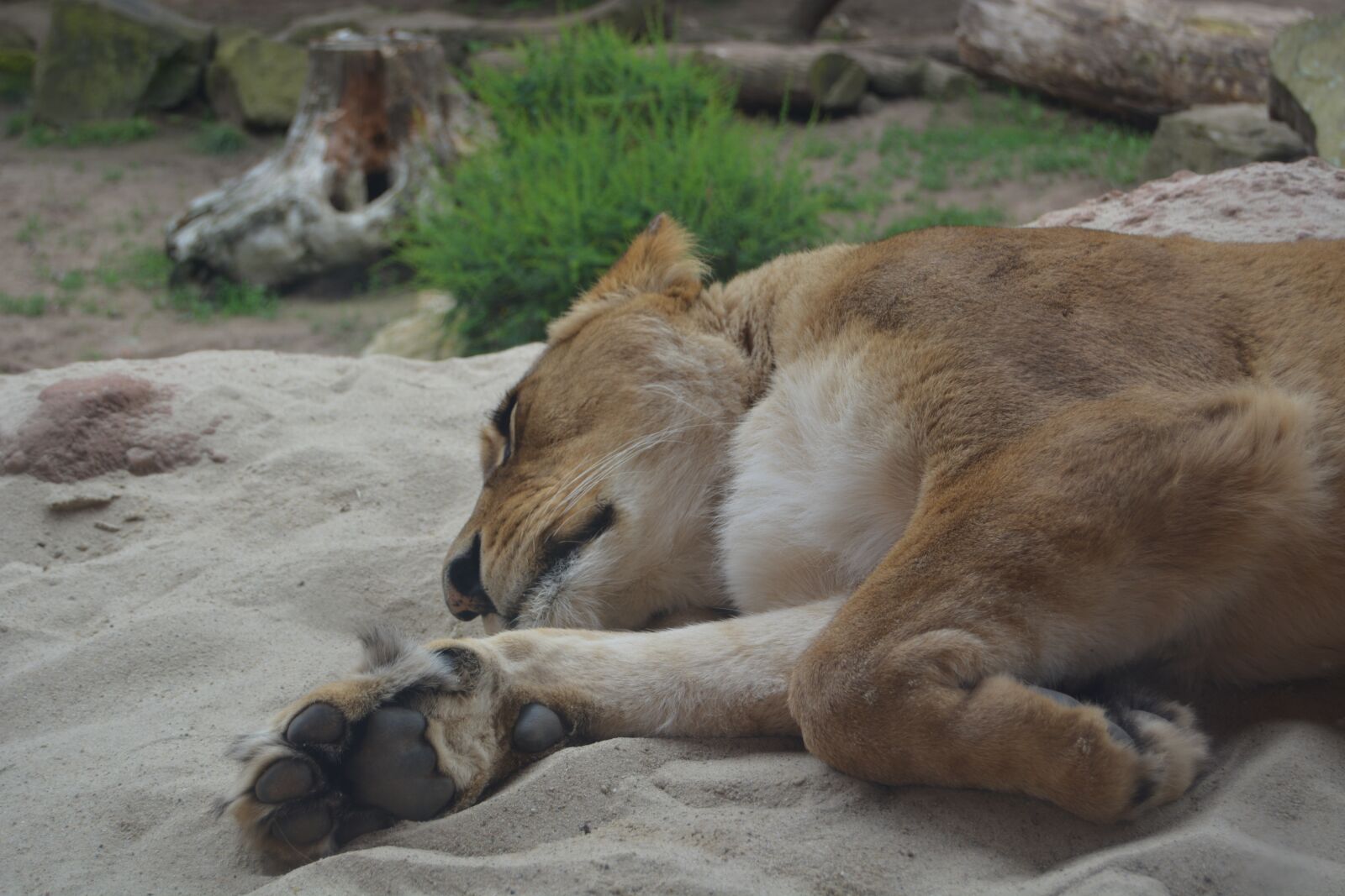 Nikon D5200 sample photo. Lioness, lion, predator photography