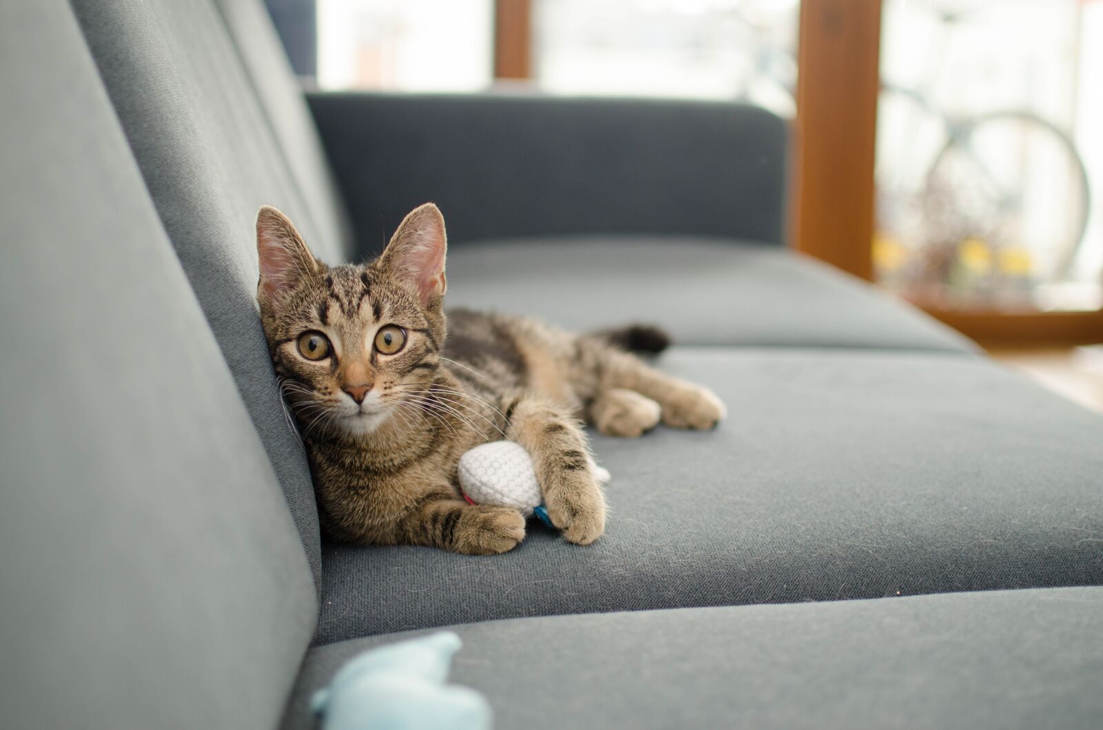 Nikon D7000 sample photo. Cat, domestic cat, animal photography
