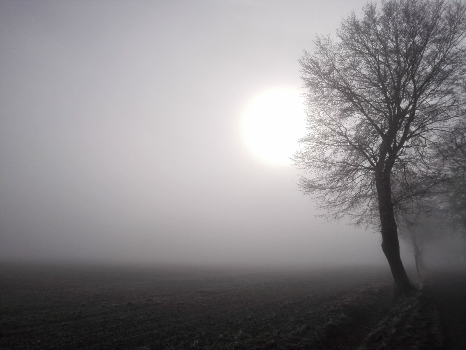 HUAWEI P7-L10 sample photo. Sun, fog, field photography