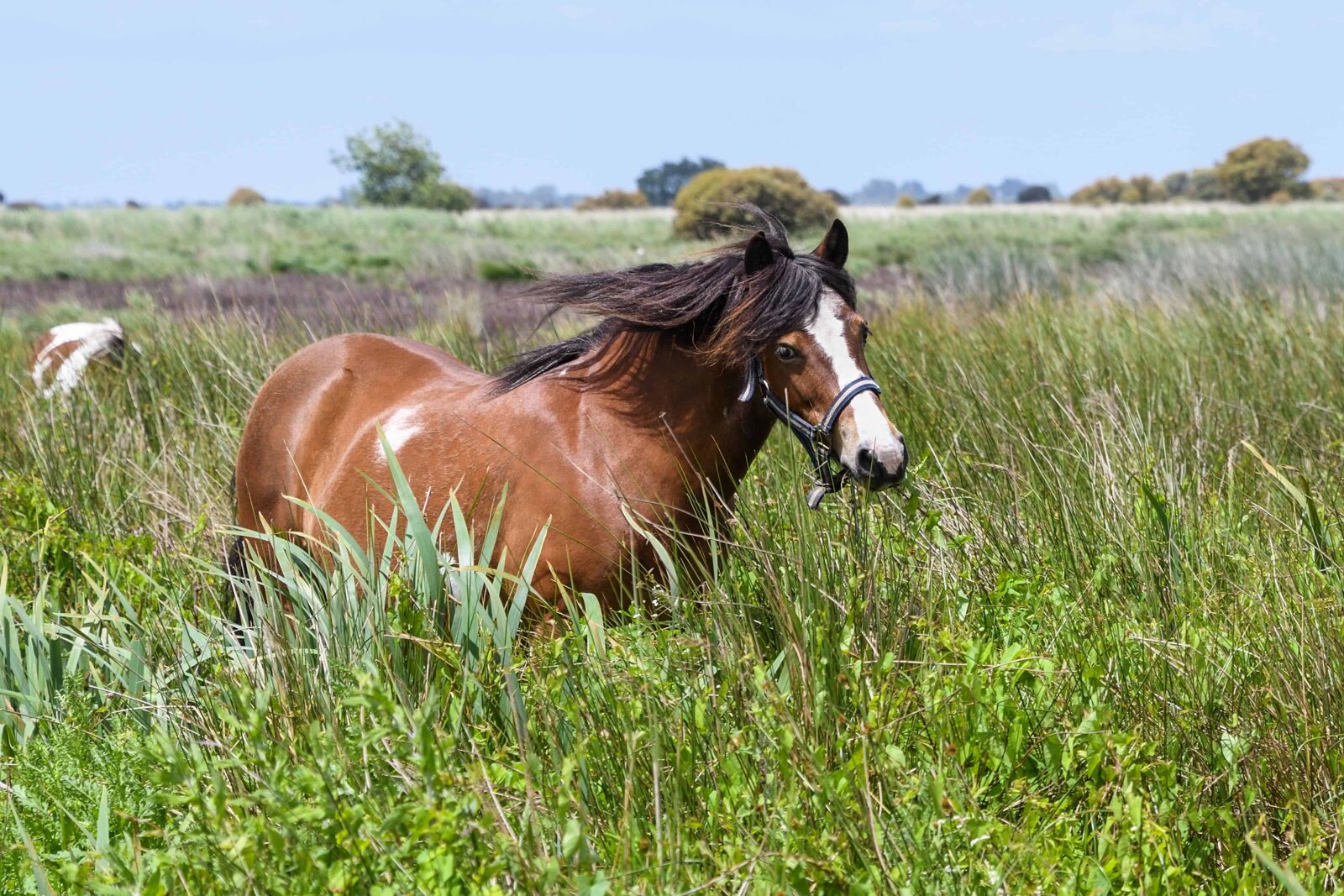 Nikon D500 sample photo. Nature, field, grass, animal photography