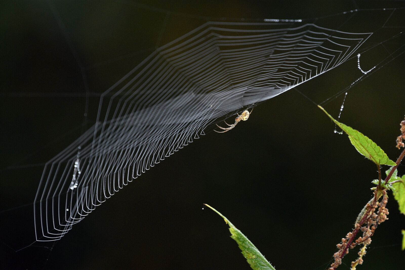 Nikon D3400 sample photo. Cobweb, spider web, spider photography